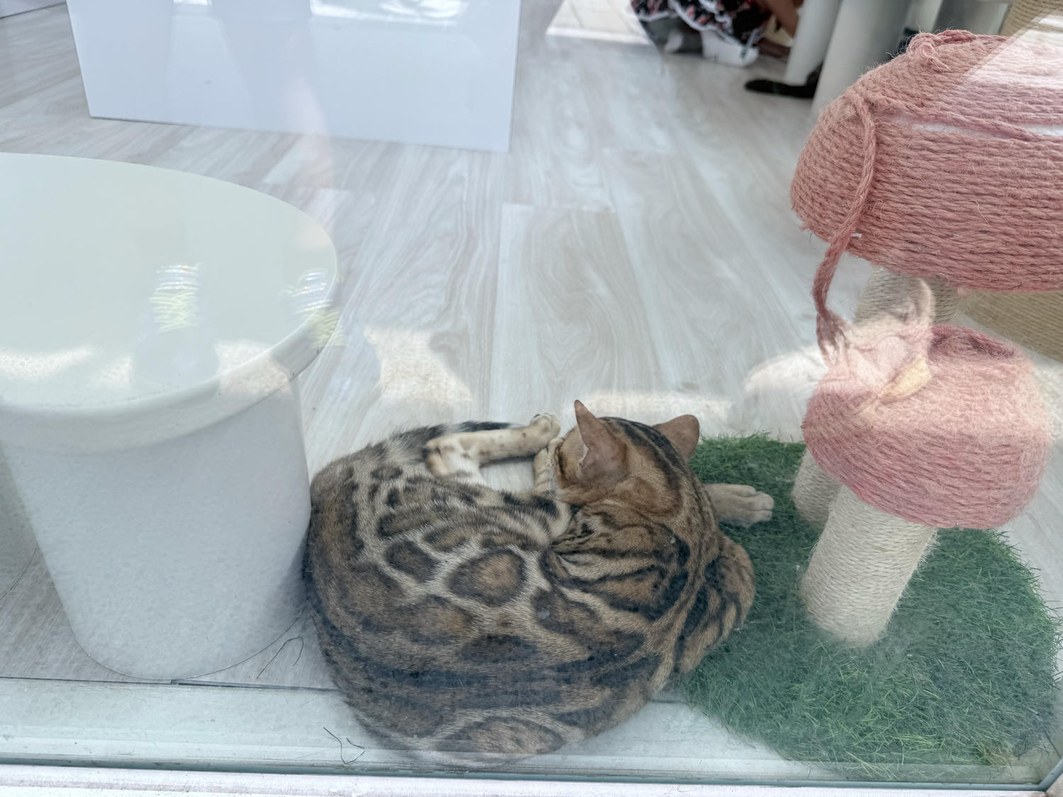 苗栗 苗栗市 很適合全家出遊的親子景點 可以預約櫓貓貓 搭乘小火車聽導覽哦!火車迷必來 |苗栗火車頭園區 - 第18張圖