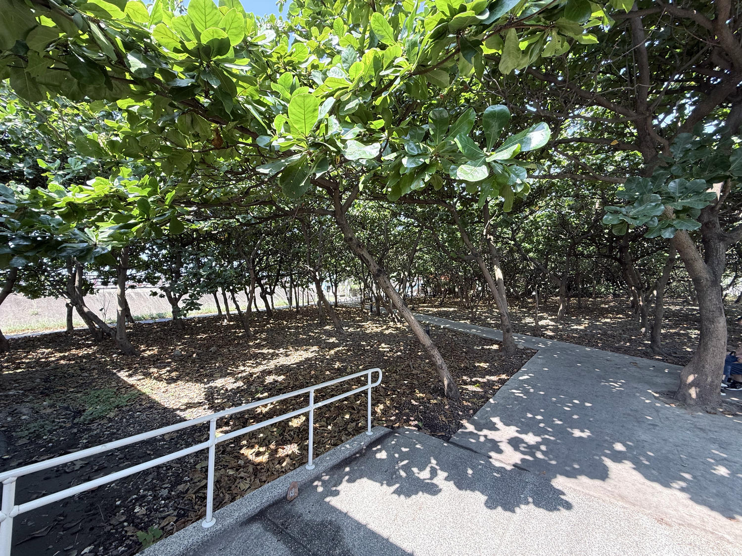 新竹 香山 近距離觀察濕地生態系 彈塗魚、(螃蟹)招潮蟹 |香山濕地賞蟹步道 - 第4張圖