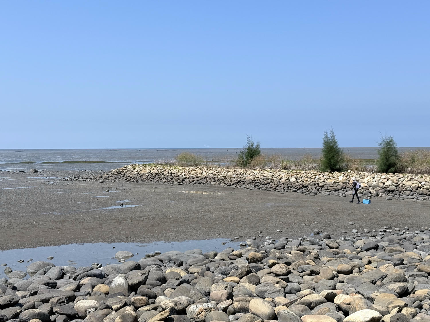 新竹 香山 近距離觀察濕地生態系 彈塗魚、(螃蟹)招潮蟹 |香山濕地賞蟹步道 - 第11張圖