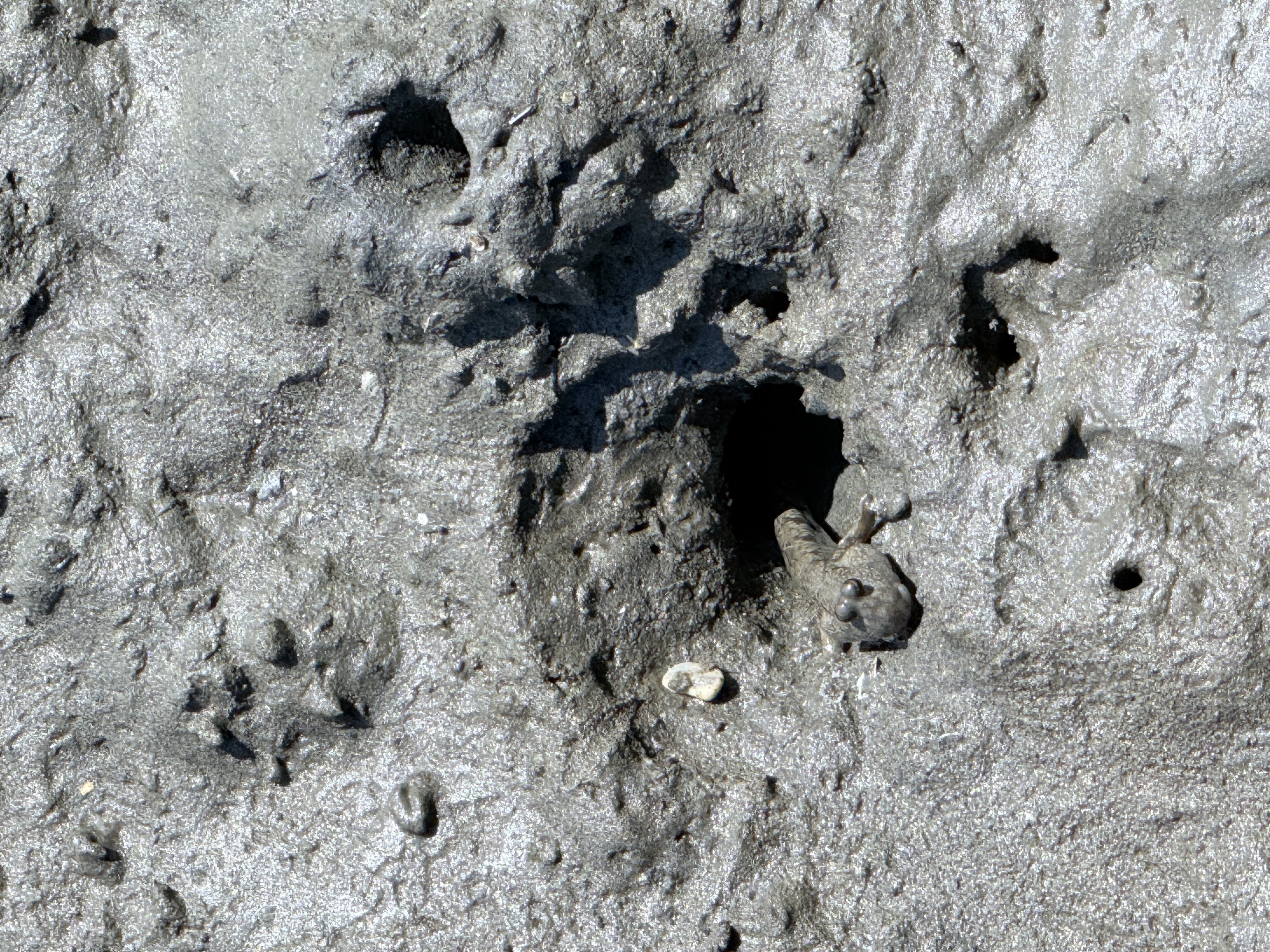 新竹 香山 近距離觀察濕地生態系 彈塗魚、(螃蟹)招潮蟹 |香山濕地賞蟹步道 - 第15張圖