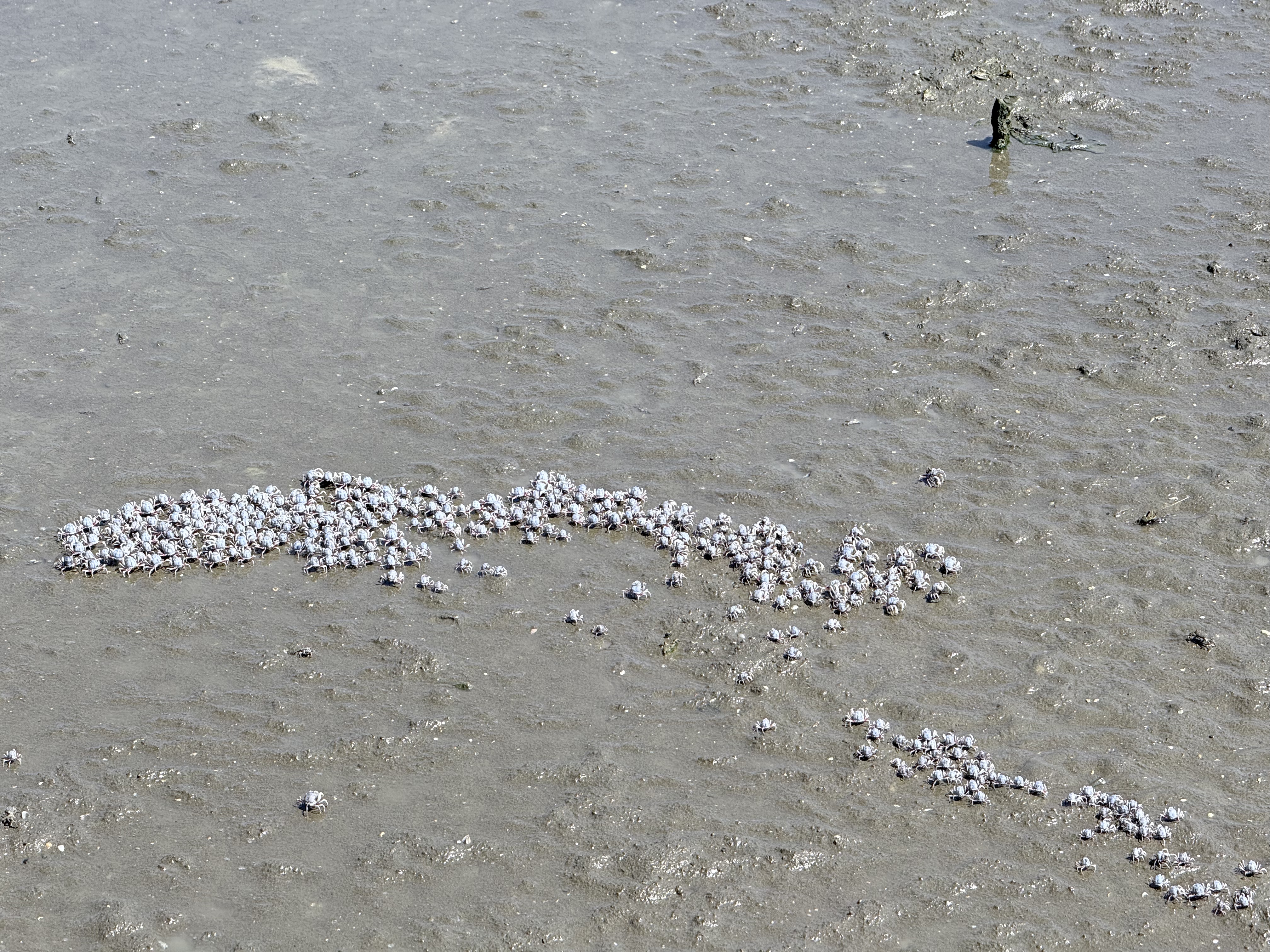 新竹 香山 近距離觀察濕地生態系 彈塗魚、(螃蟹)招潮蟹 |香山濕地賞蟹步道 - 第17張圖