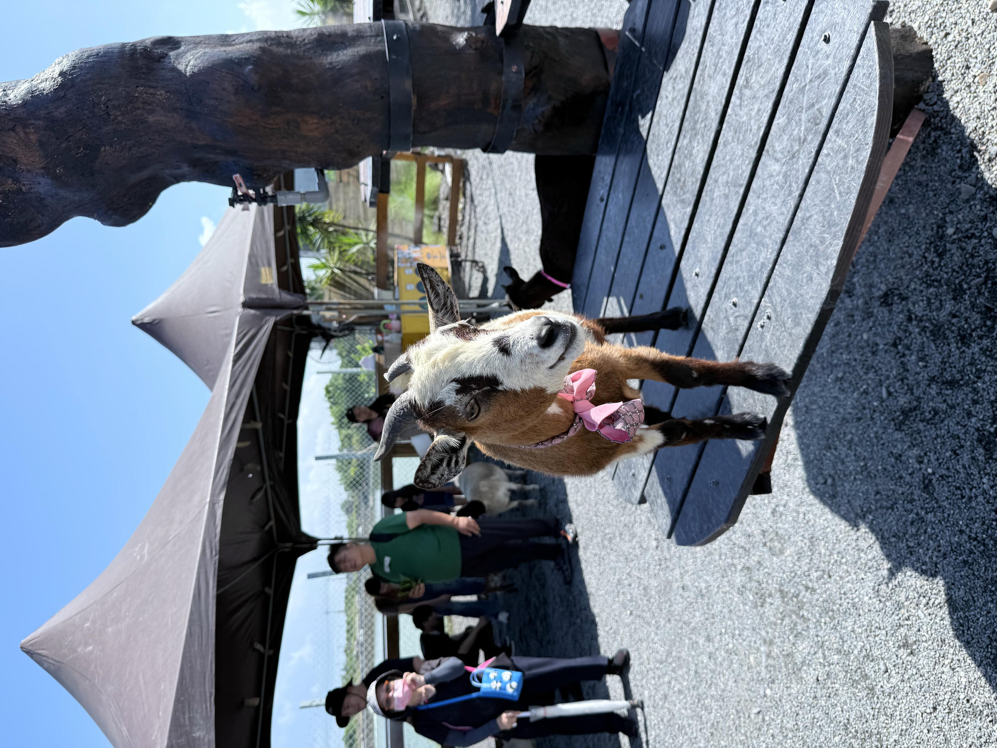 宜蘭 礁溪 荒野風親子農場 多種可愛動物近距離接觸｜回巢農場 2025年再訪遊玩介紹