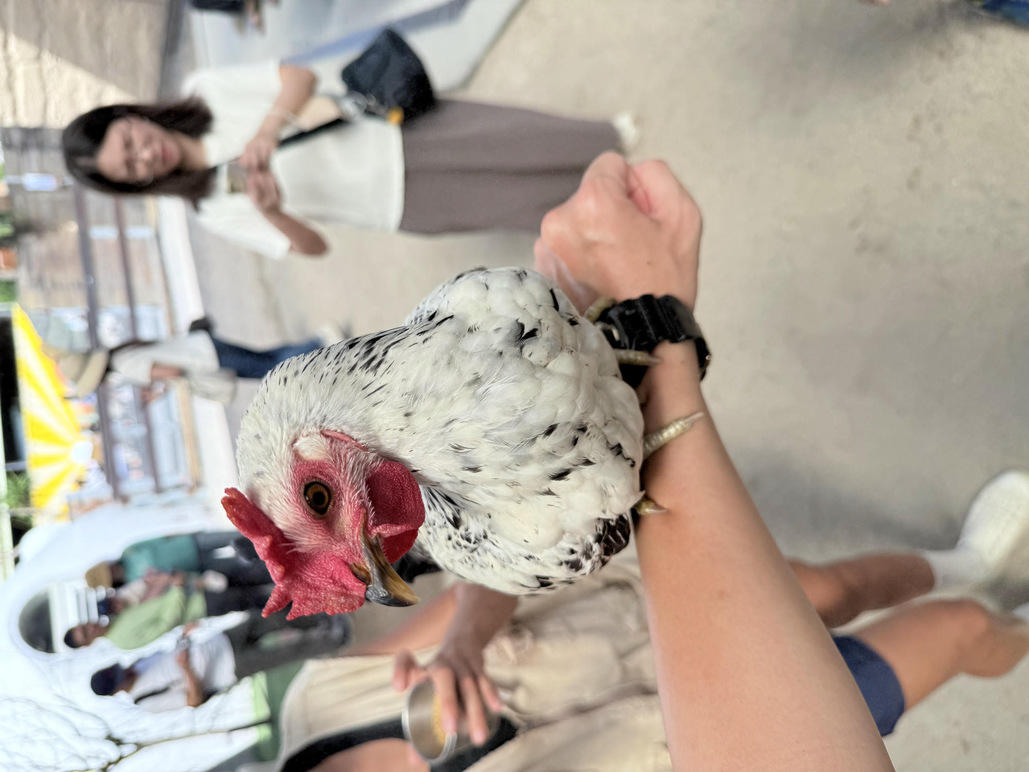 宜蘭 礁溪 荒野風親子農場 多種可愛動物近距離接觸｜回巢農場 2025年再訪遊玩介紹