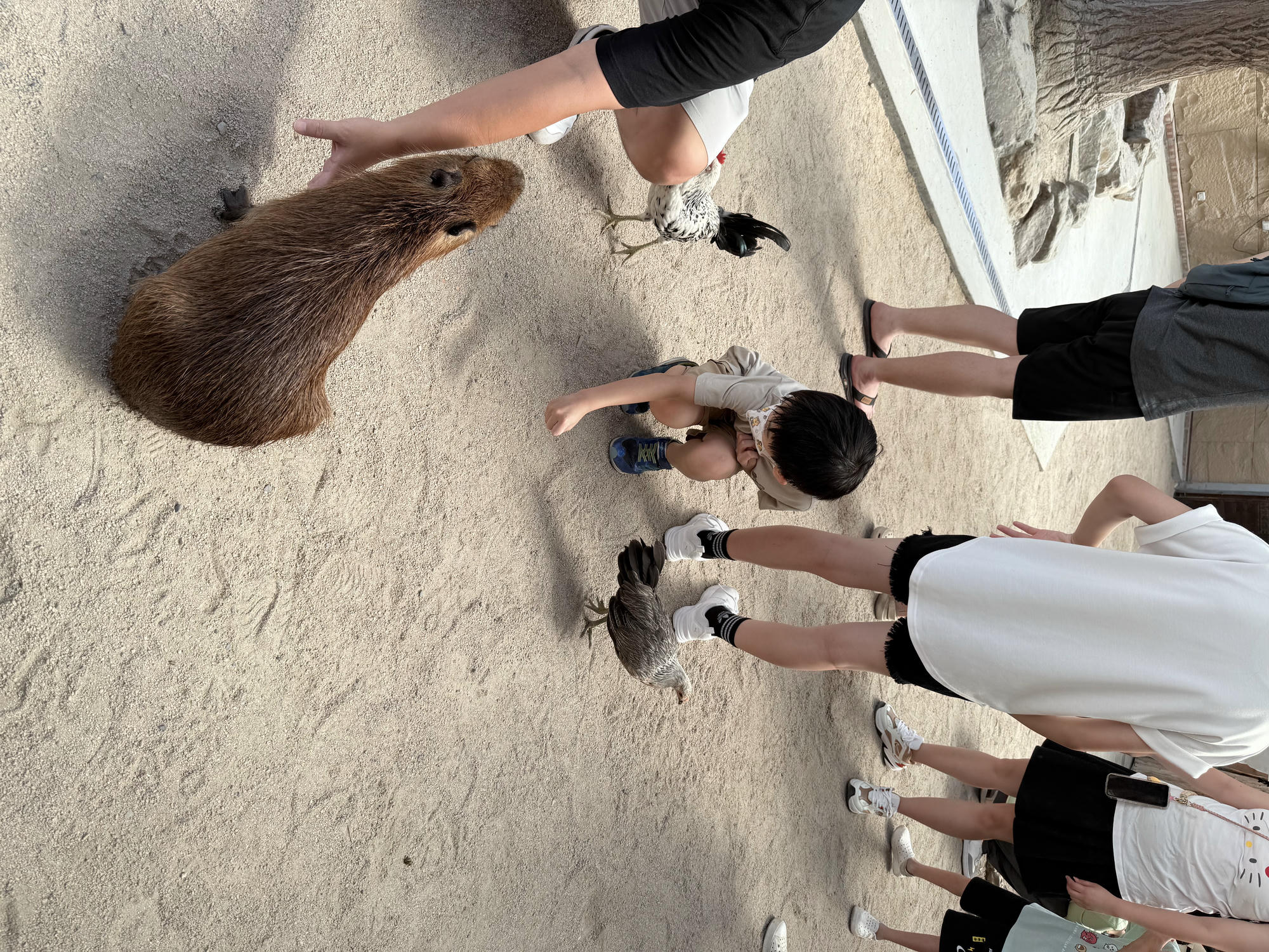 宜蘭 礁溪 荒野風親子農場 多種可愛動物近距離接觸｜回巢農場 2025年再訪遊玩介紹