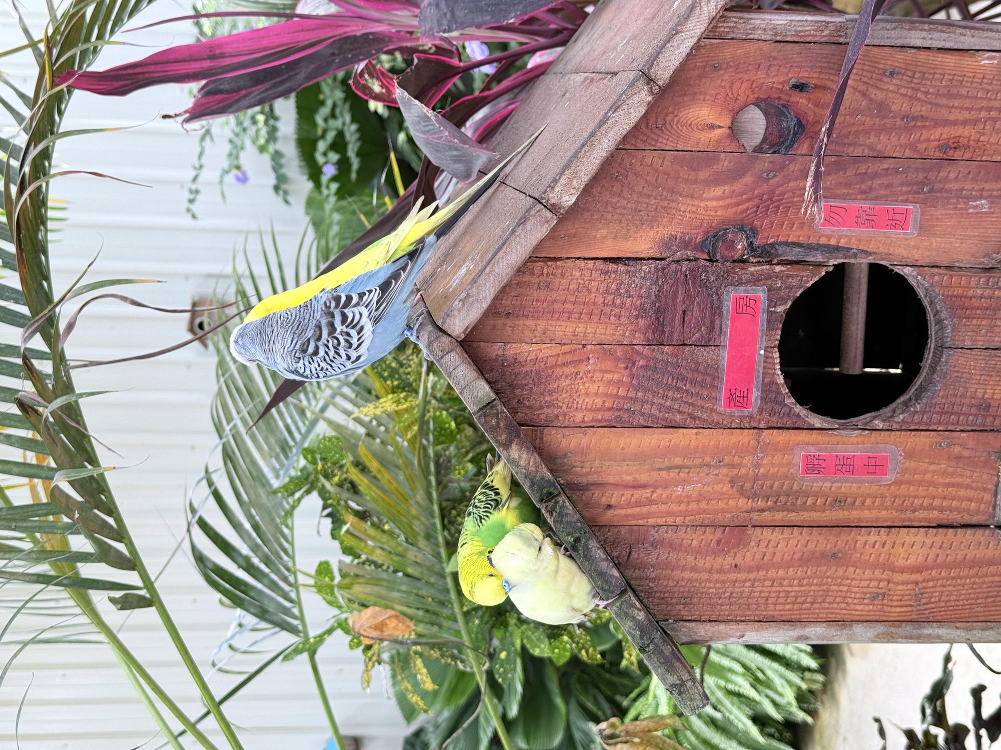 宜蘭 礁溪 荒野風親子農場 多種可愛動物近距離接觸｜回巢農場 2025年再訪遊玩介紹