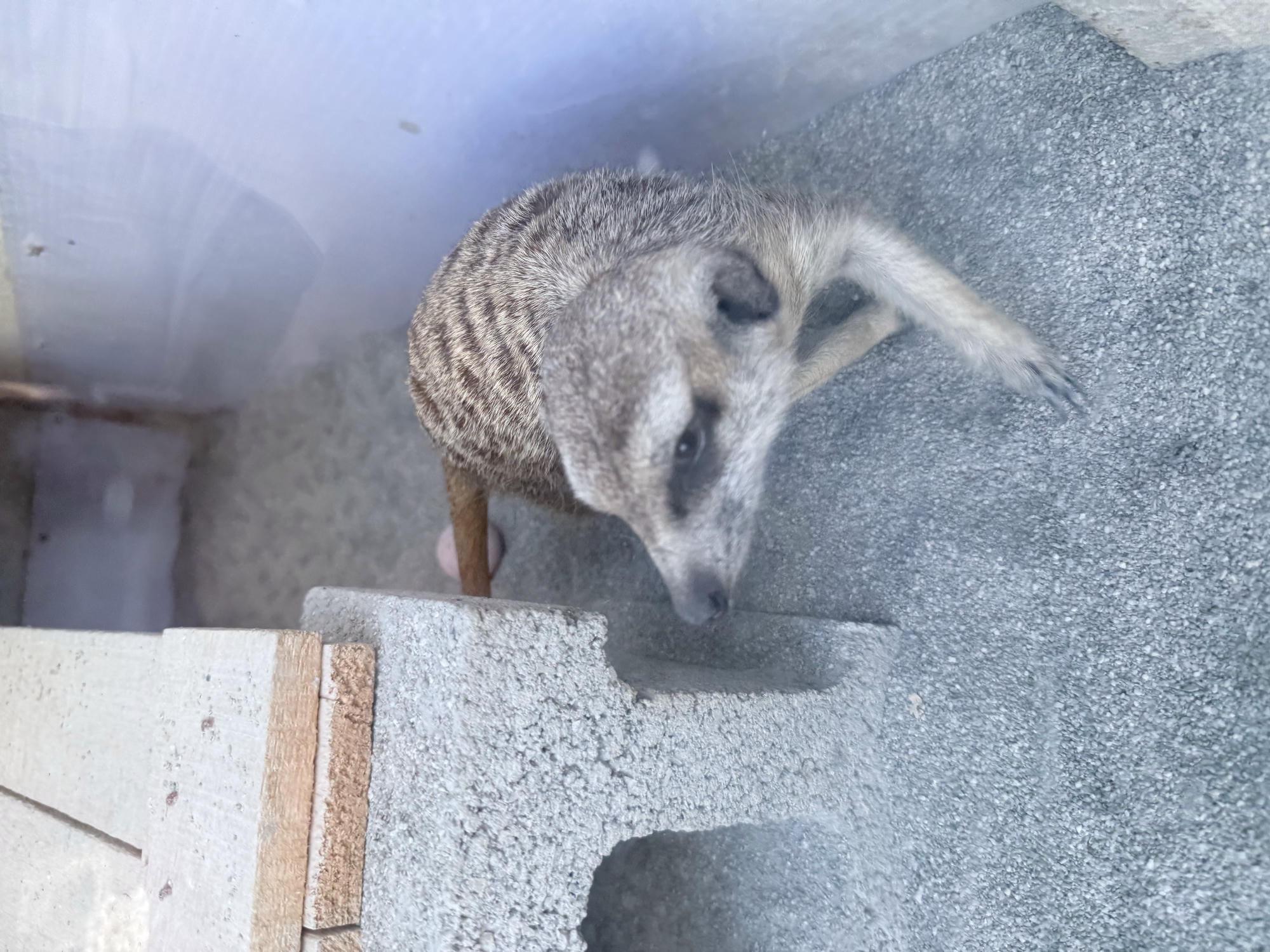 宜蘭 礁溪 荒野風親子農場 多種可愛動物近距離接觸｜回巢農場 2025年再訪遊玩介紹