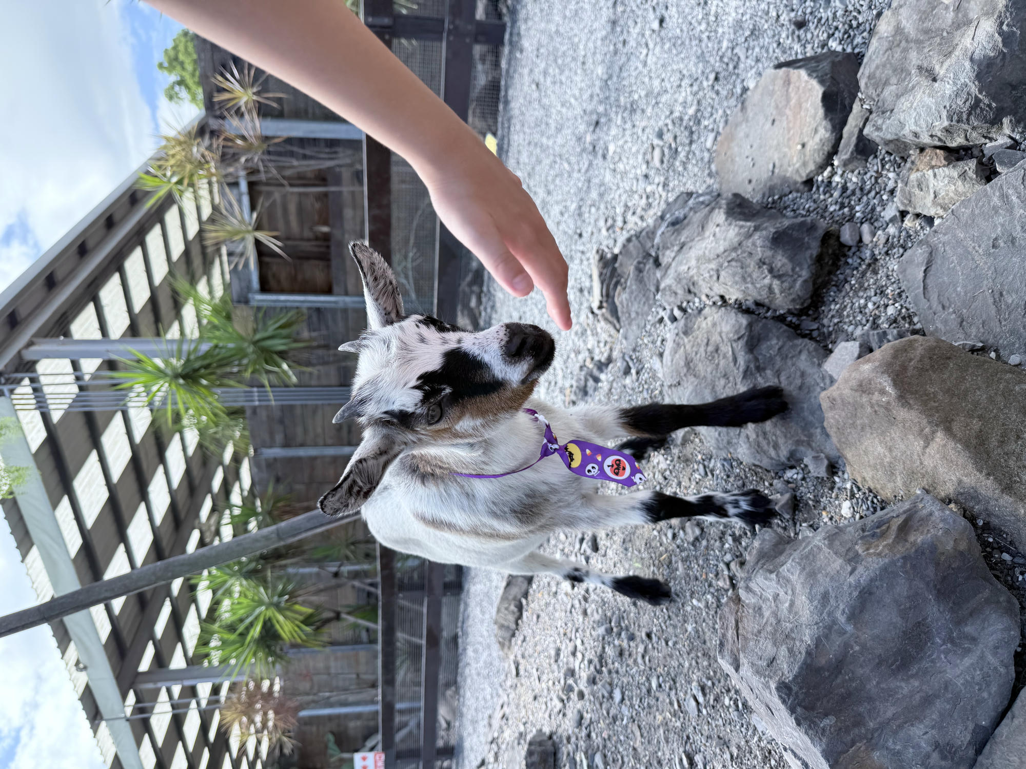 宜蘭 礁溪 荒野風親子農場 多種可愛動物近距離接觸｜回巢農場 2025年再訪遊玩介紹