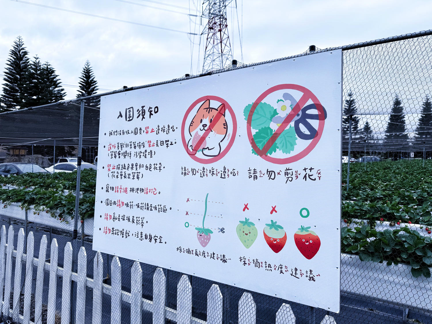 苗栗 銅鑼 文青系白色露營風草莓園 寵物友善|莓香山丘高架草莓園🍓 - 第4張圖 苗栗 銅鑼 文青系白色露營風草莓園 寵物友善|莓香山丘高架草莓園🍓