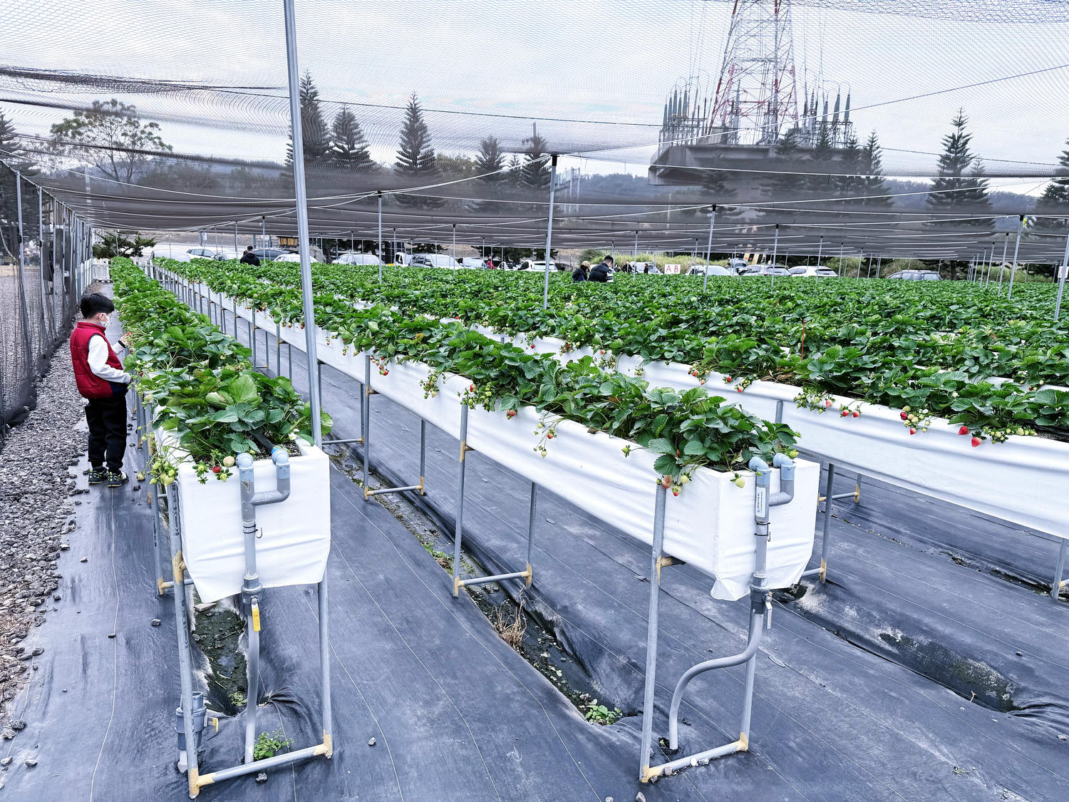 苗栗 銅鑼 文青系白色露營風草莓園 寵物友善|莓香山丘高架草莓園🍓 - 第8張圖 苗栗 銅鑼 文青系白色露營風草莓園 寵物友善|莓香山丘高架草莓園🍓