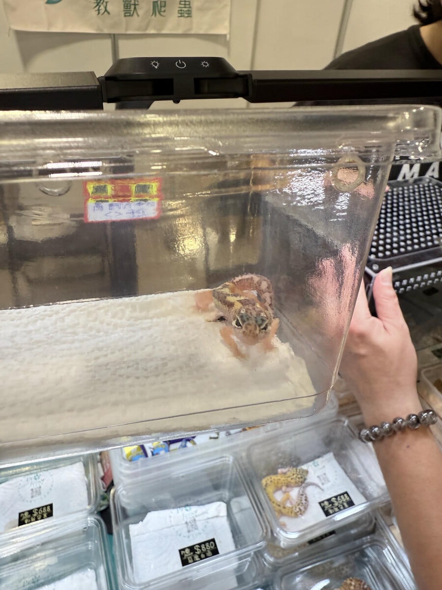 豹紋守宮飼養心得分享1—「豹紋守宮入手前必讀:你準備好迎接這抹微笑了嗎?」 - 第1張圖 豹紋守宮飼養心得分享1—「豹紋守宮入手前必讀:你準備好迎接這抹微笑了嗎?」