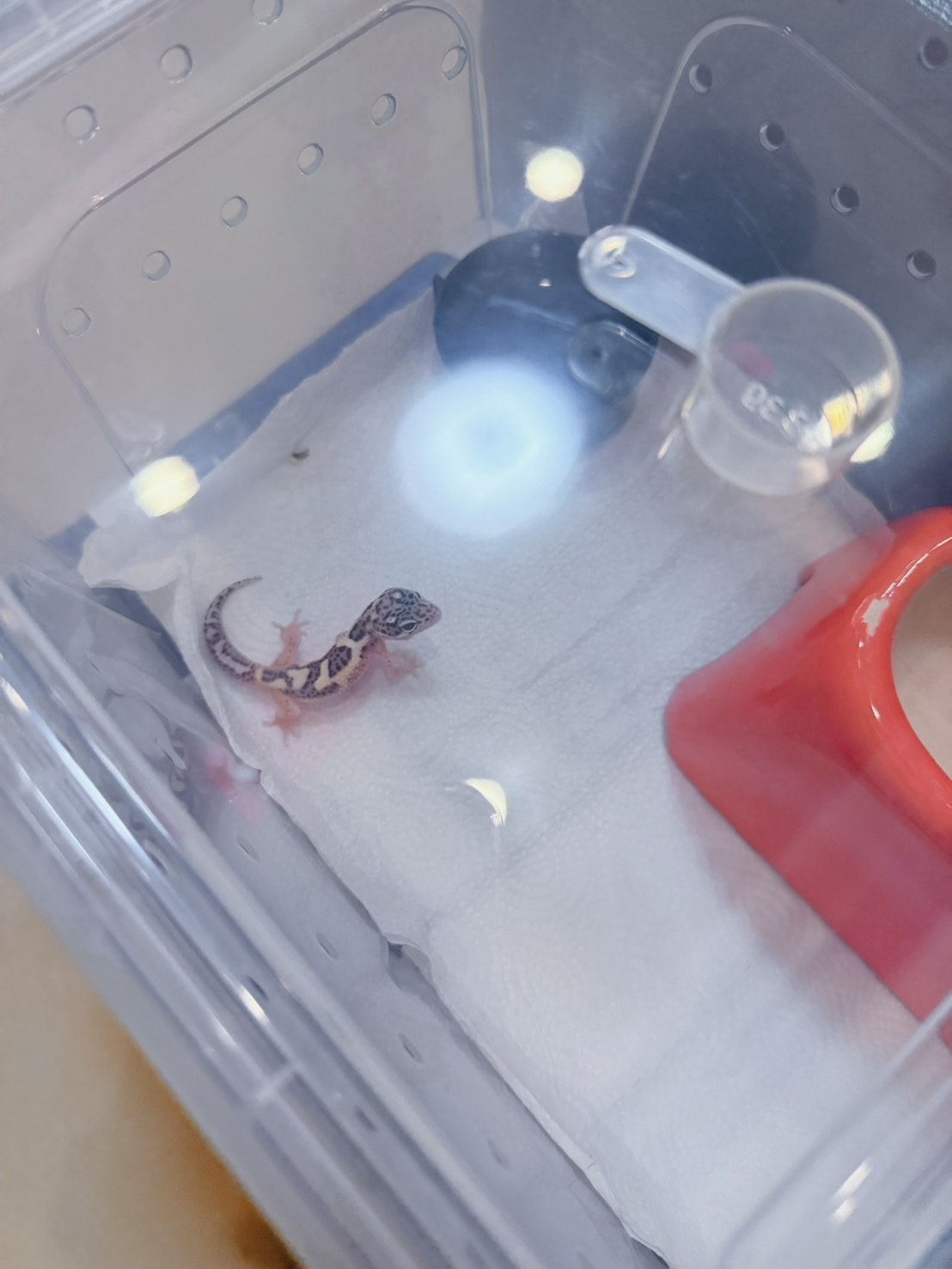 豹紋守宮飼養心得分享1—「豹紋守宮入手前必讀:你準備好迎接這抹微笑了嗎?」 - 第7張圖 豹紋守宮飼養心得分享1—「豹紋守宮入手前必讀:你準備好迎接這抹微笑了嗎?」