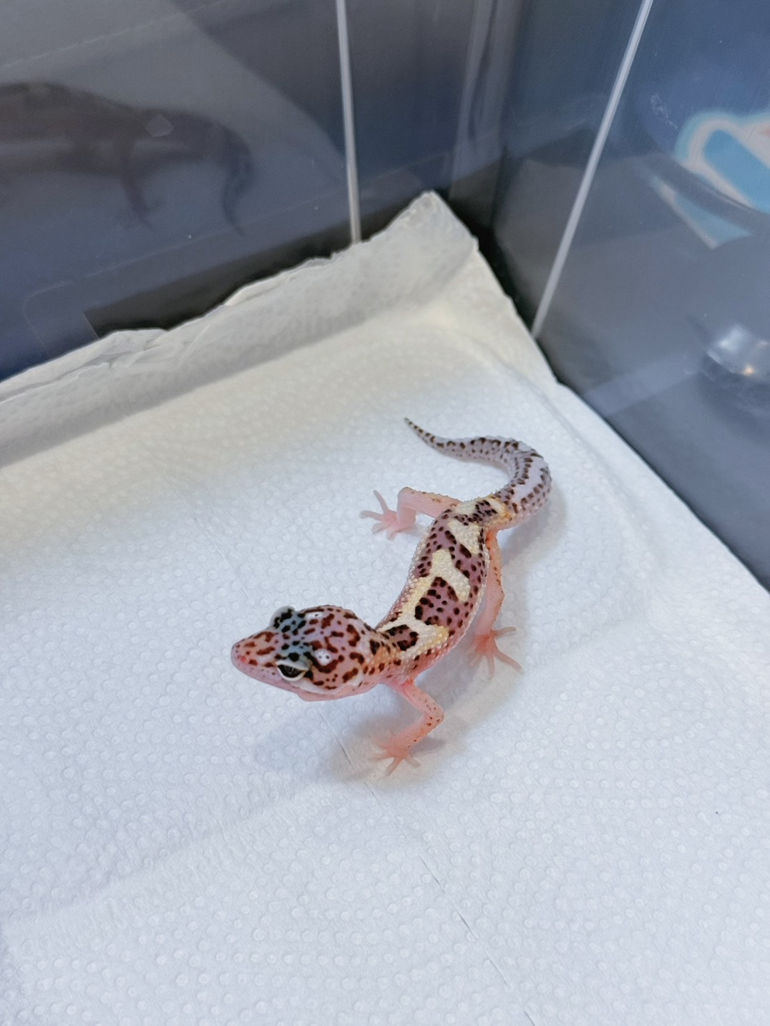 豹紋守宮飼養心得分享1—「豹紋守宮入手前必讀:你準備好迎接這抹微笑了嗎?」 - 第2張圖 豹紋守宮飼養心得分享1—「豹紋守宮入手前必讀:你準備好迎接這抹微笑了嗎?」