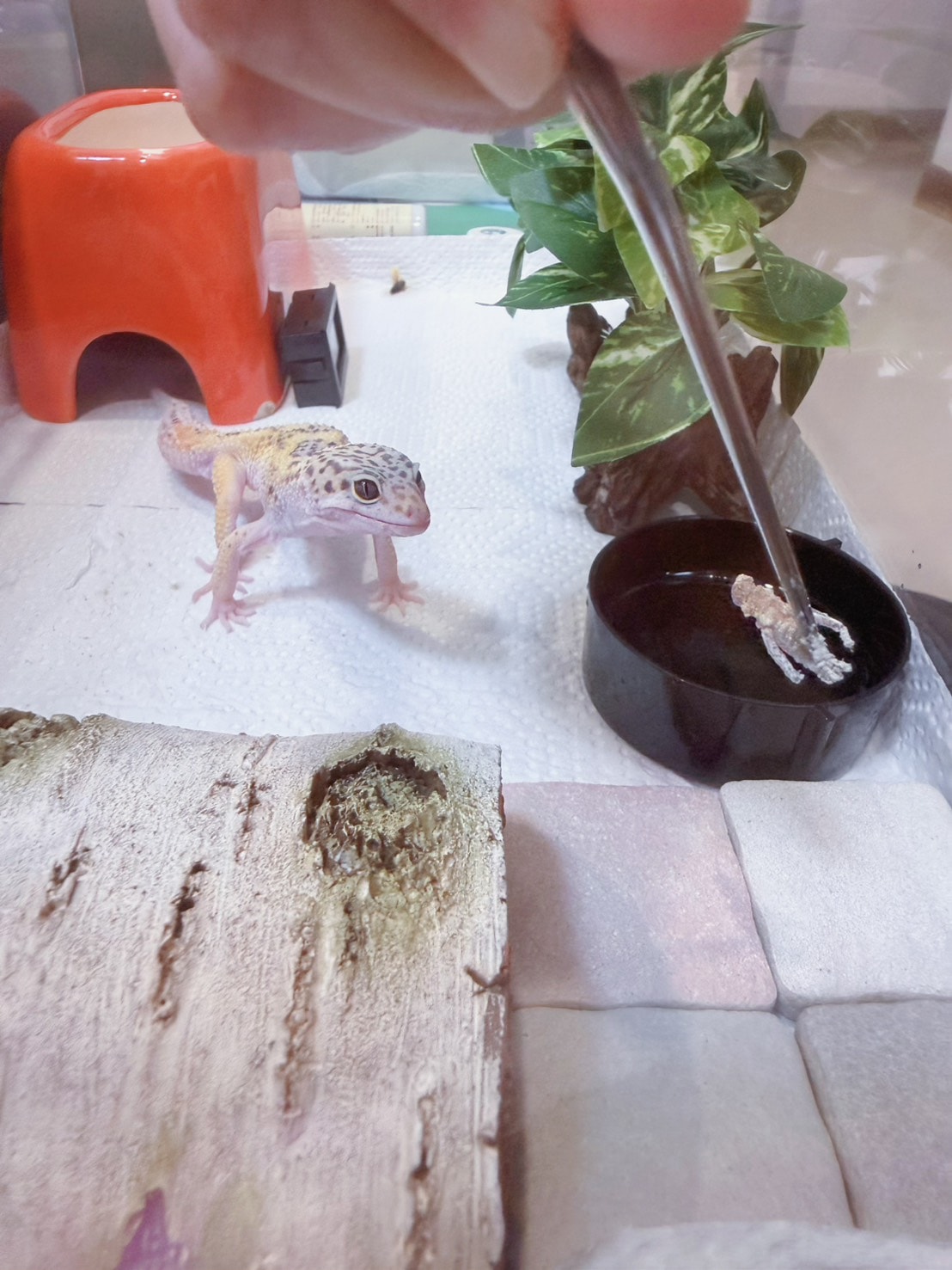 豹紋守宮飼養心得分享1—「豹紋守宮入手前必讀:你準備好迎接這抹微笑了嗎?」 - 第4張圖 豹紋守宮飼養心得分享1—「豹紋守宮入手前必讀:你準備好迎接這抹微笑了嗎?」