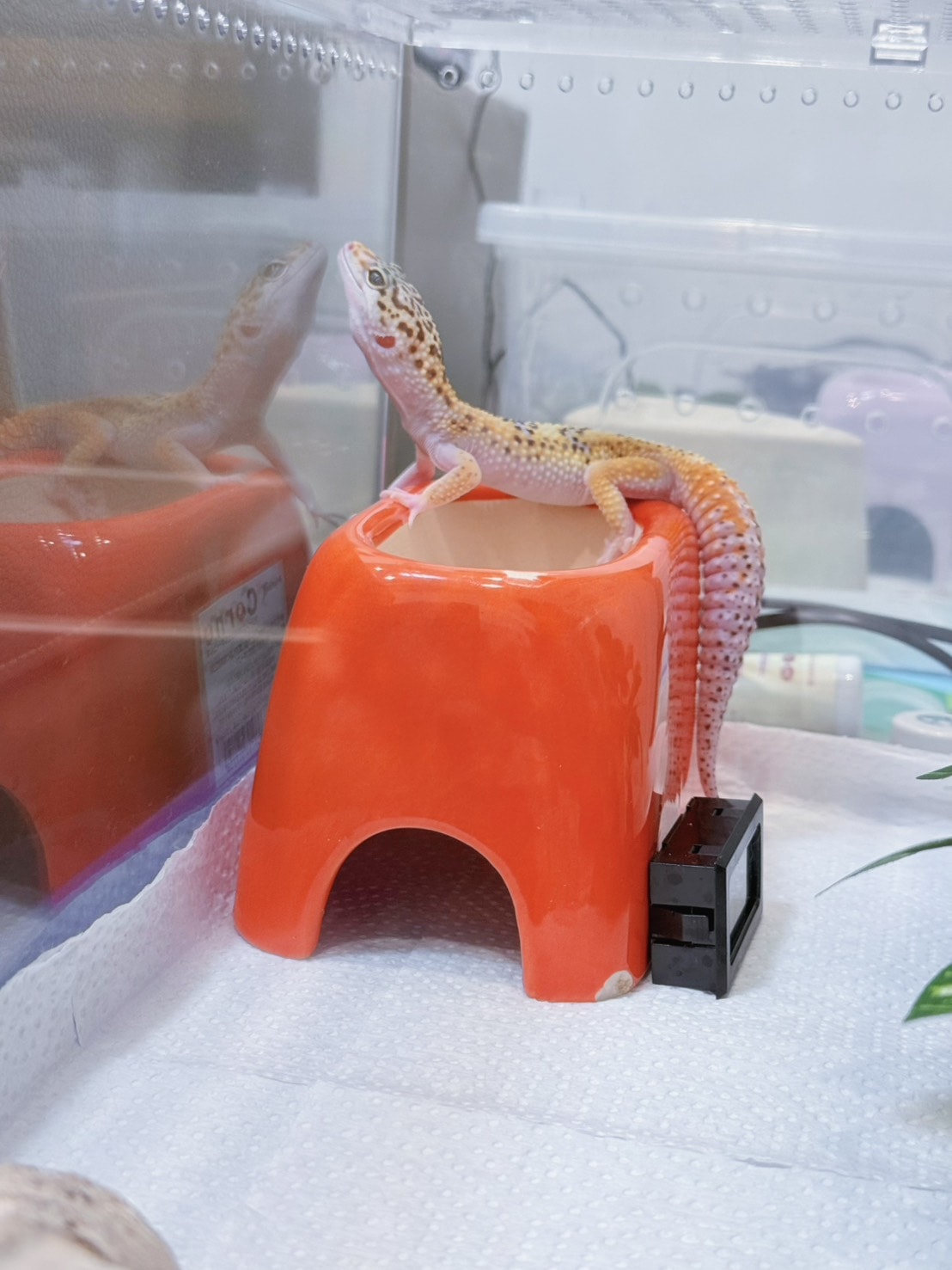 豹紋守宮飼養心得分享1—「豹紋守宮入手前必讀:你準備好迎接這抹微笑了嗎?」 - 第6張圖 豹紋守宮飼養心得分享1—「豹紋守宮入手前必讀:你準備好迎接這抹微笑了嗎?」