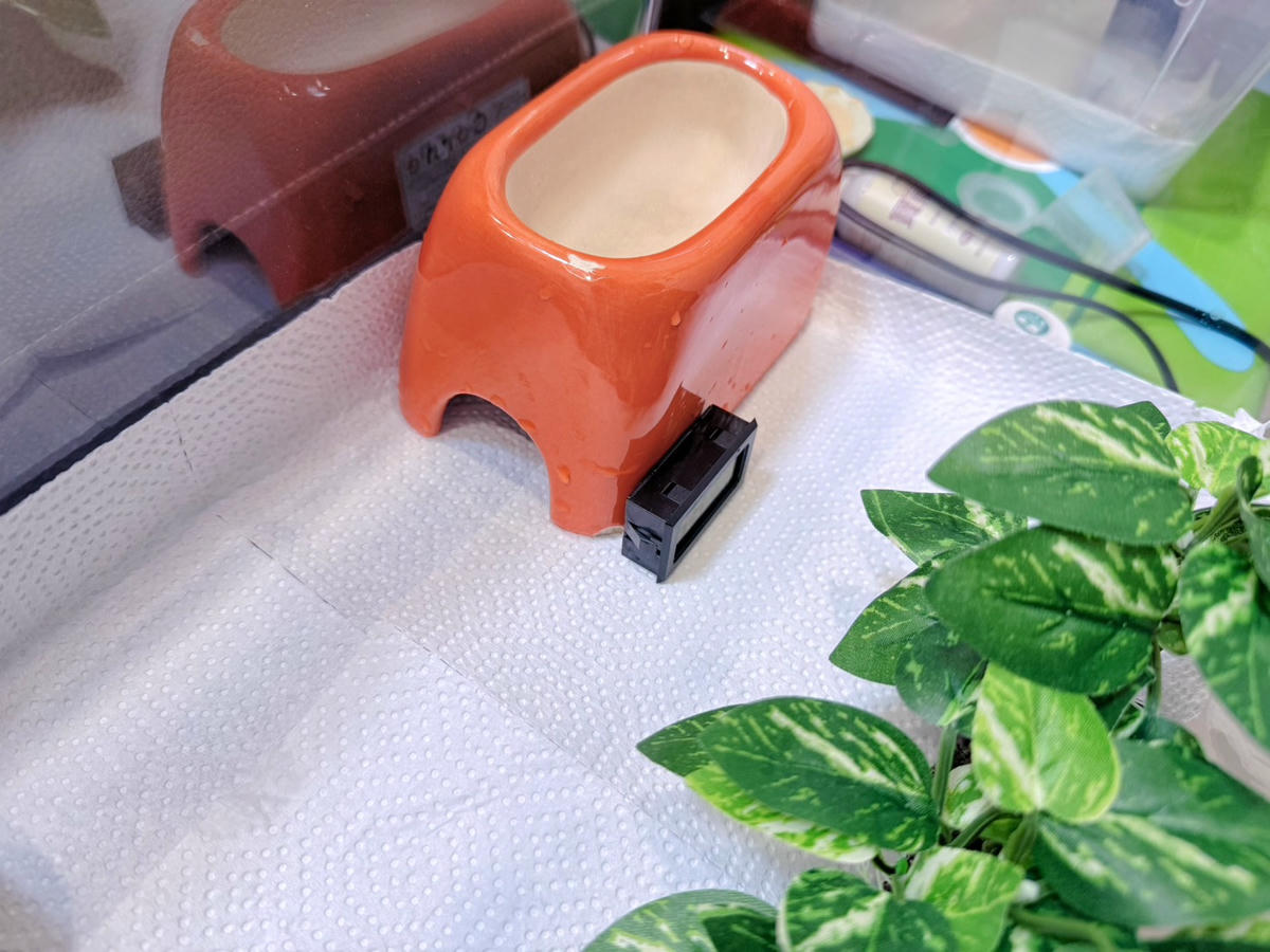 豹紋守宮飼養心得分享2 — 新手設備清單與預算公開(入門必看)|養一隻豹紋守宮到底要準備什麼? - 第6張圖 豹紋守宮飼養心得分享2 — 新手設備清單與預算公開(入門必看)|養一隻豹紋守宮到底要準備什麼?