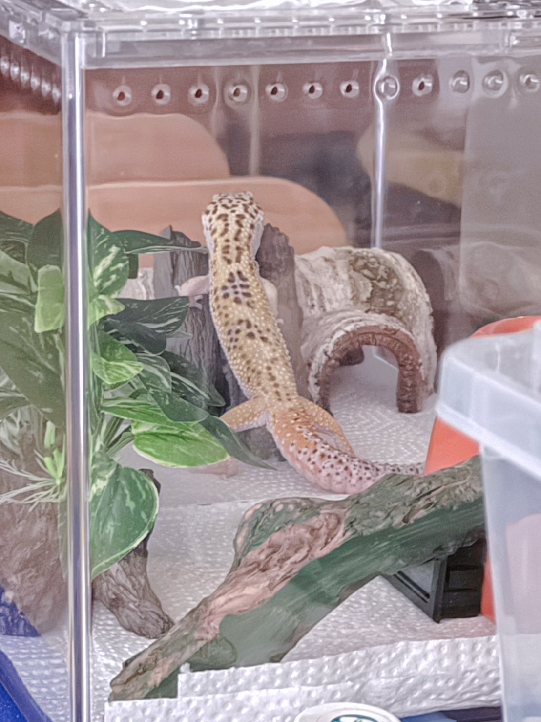豹紋守宮飼養心得分享2 — 新手設備清單與預算公開(入門必看)|養一隻豹紋守宮到底要準備什麼? - 第8張圖 豹紋守宮飼養心得分享2 — 新手設備清單與預算公開(入門必看)|養一隻豹紋守宮到底要準備什麼?