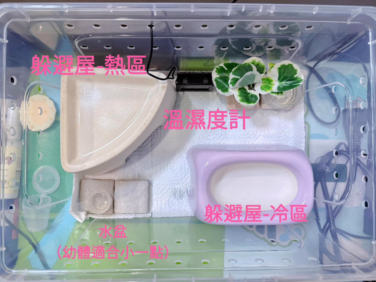 豹紋守宮飼養心得分享2 — 新手設備清單與預算公開(入門必看)|養一隻豹紋守宮到底要準備什麼? - 第2張圖 豹紋守宮飼養心得分享2 — 新手設備清單與預算公開(入門必看)|養一隻豹紋守宮到底要準備什麼?