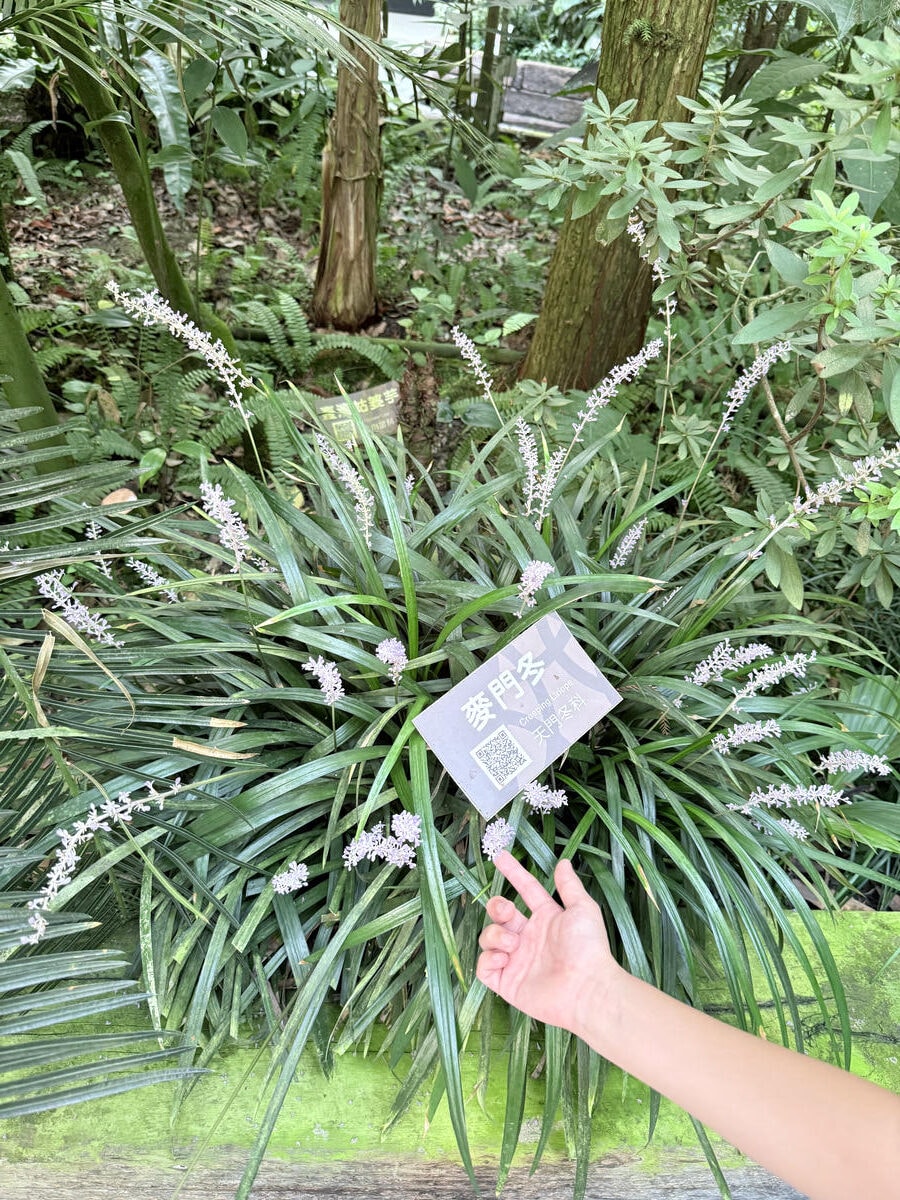 台北 中山 花博公園新生園區 免門票親子景點 種類豐富的植物 吹冷氣觀賞自然生態教育中心 | 臺北典藏植物園 - 第11張圖 台北 中山 花博公園新生園區 免門票親子景點 種類豐富的植物 吹冷氣觀賞自然生態教育中心 | 臺北典藏植物園