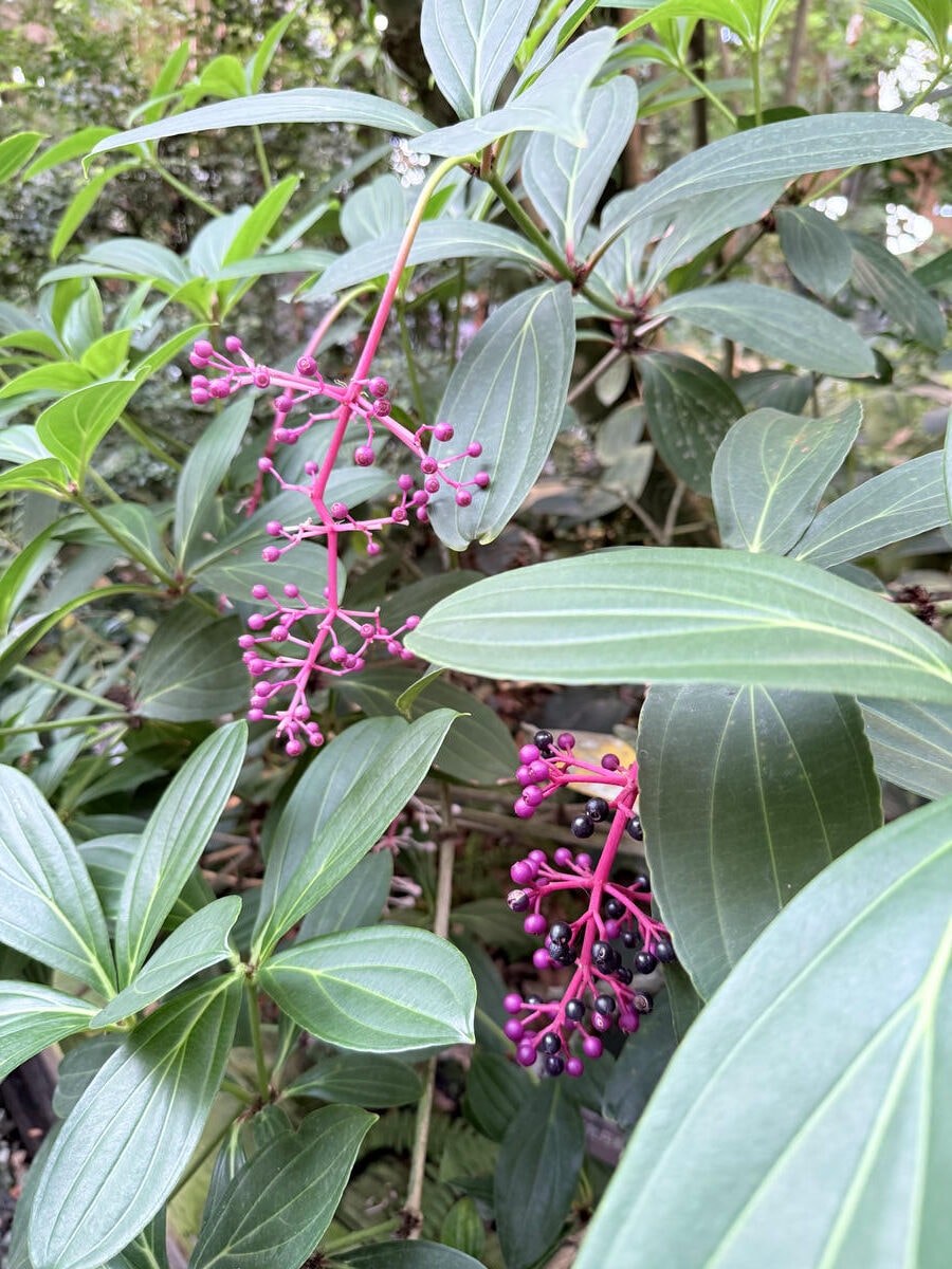 台北 中山 花博公園新生園區 免門票親子景點 種類豐富的植物 吹冷氣觀賞自然生態教育中心 | 臺北典藏植物園 - 第12張圖 台北 中山 花博公園新生園區 免門票親子景點 種類豐富的植物 吹冷氣觀賞自然生態教育中心 | 臺北典藏植物園