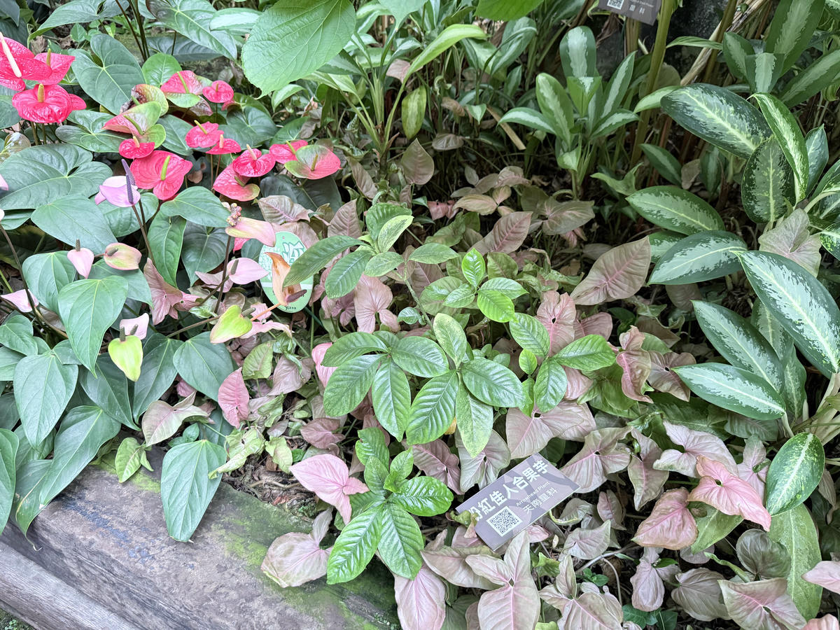 台北 中山 花博公園新生園區 免門票親子景點 種類豐富的植物 吹冷氣觀賞自然生態教育中心 | 臺北典藏植物園 - 第15張圖 台北 中山 花博公園新生園區 免門票親子景點 種類豐富的植物 吹冷氣觀賞自然生態教育中心 | 臺北典藏植物園