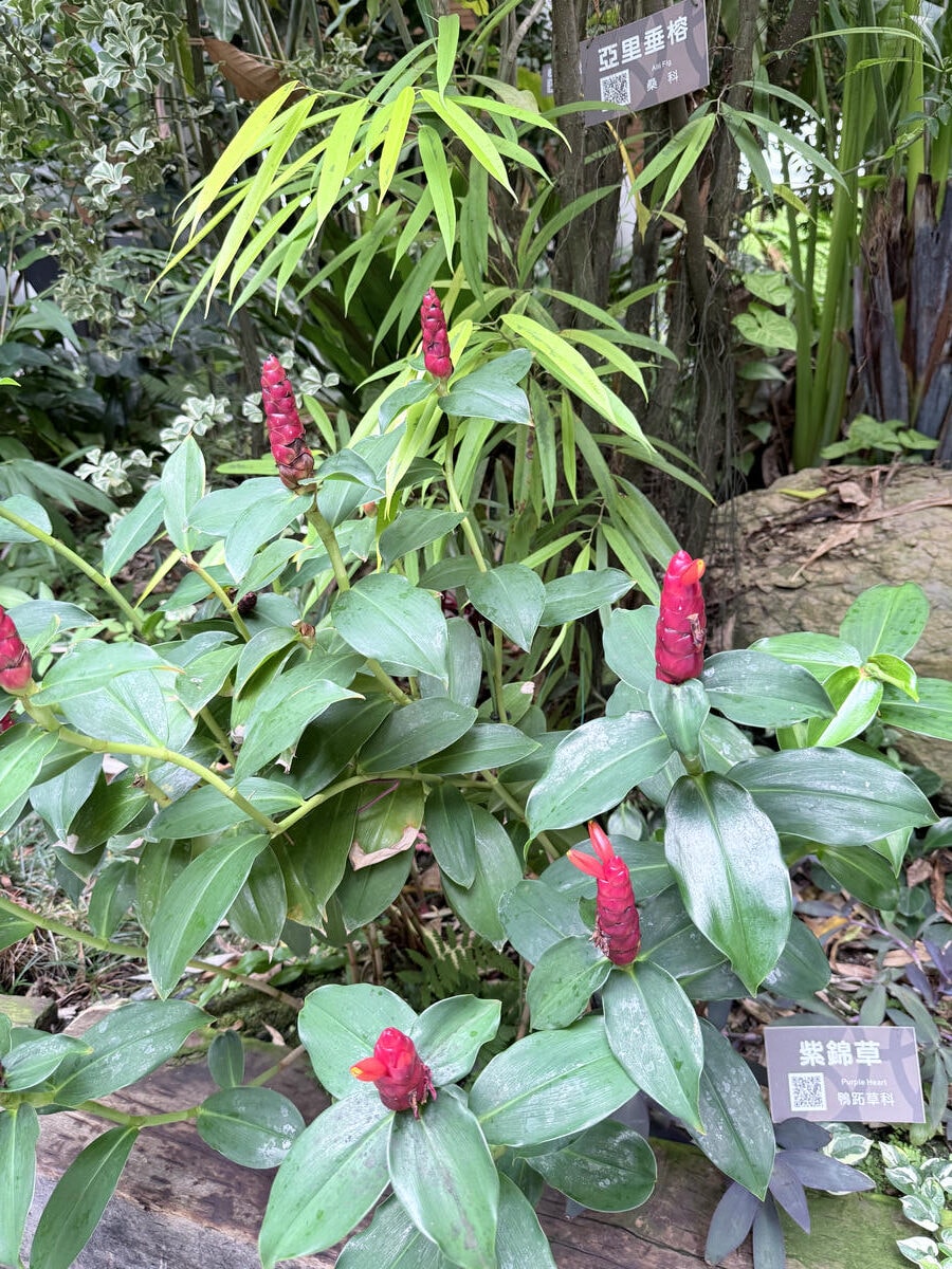 台北 中山 花博公園新生園區 免門票親子景點 種類豐富的植物 吹冷氣觀賞自然生態教育中心 | 臺北典藏植物園 - 第16張圖 台北 中山 花博公園新生園區 免門票親子景點 種類豐富的植物 吹冷氣觀賞自然生態教育中心 | 臺北典藏植物園