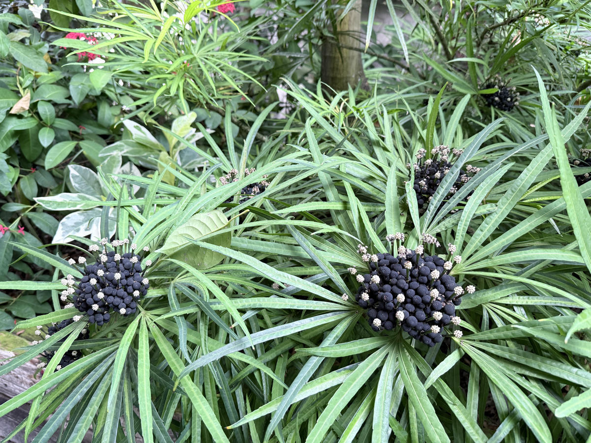 台北 中山 花博公園新生園區 免門票親子景點 種類豐富的植物 吹冷氣觀賞自然生態教育中心 | 臺北典藏植物園 - 第18張圖 台北 中山 花博公園新生園區 免門票親子景點 種類豐富的植物 吹冷氣觀賞自然生態教育中心 | 臺北典藏植物園