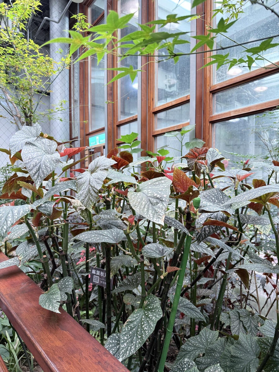 台北 中山 花博公園新生園區 免門票親子景點 種類豐富的植物 吹冷氣觀賞自然生態教育中心 | 臺北典藏植物園 - 第25張圖 台北 中山 花博公園新生園區 免門票親子景點 種類豐富的植物 吹冷氣觀賞自然生態教育中心 | 臺北典藏植物園