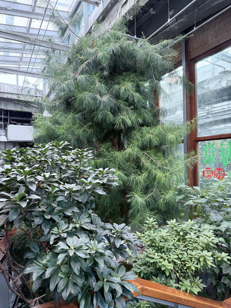台北 中山 花博公園新生園區 免門票親子景點 種類豐富的植物 吹冷氣觀賞自然生態教育中心 | 臺北典藏植物園 - 第29張圖 台北 中山 花博公園新生園區 免門票親子景點 種類豐富的植物 吹冷氣觀賞自然生態教育中心 | 臺北典藏植物園