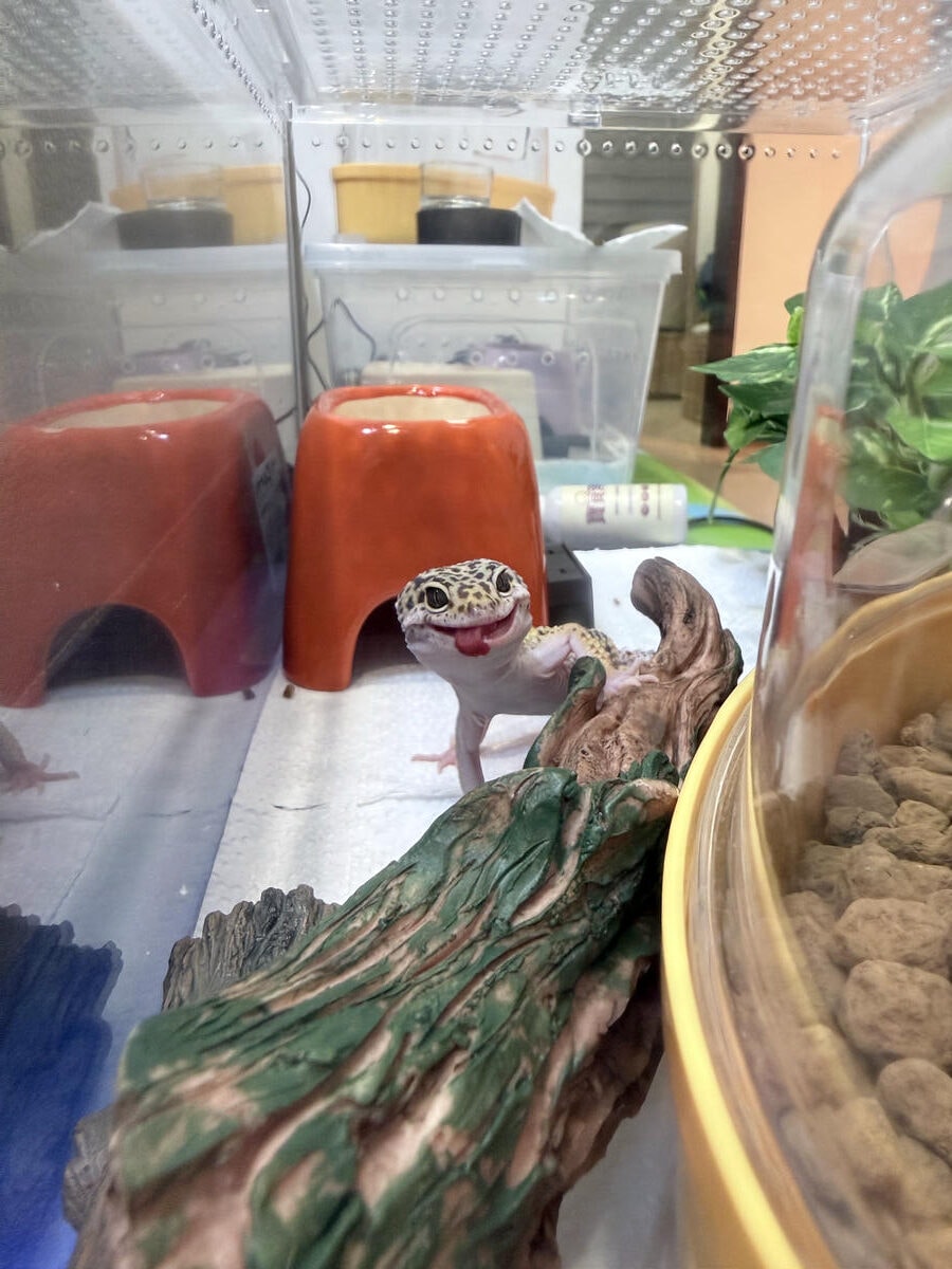 豹紋守宮飼養心得分享3 環境布置怎麼做?冷區 / 熱區與濕度控制完整分享(新手必看) - 第1張圖 豹紋守宮飼養心得分享3 環境布置怎麼做?冷區 / 熱區與濕度控制完整分享(新手必看)