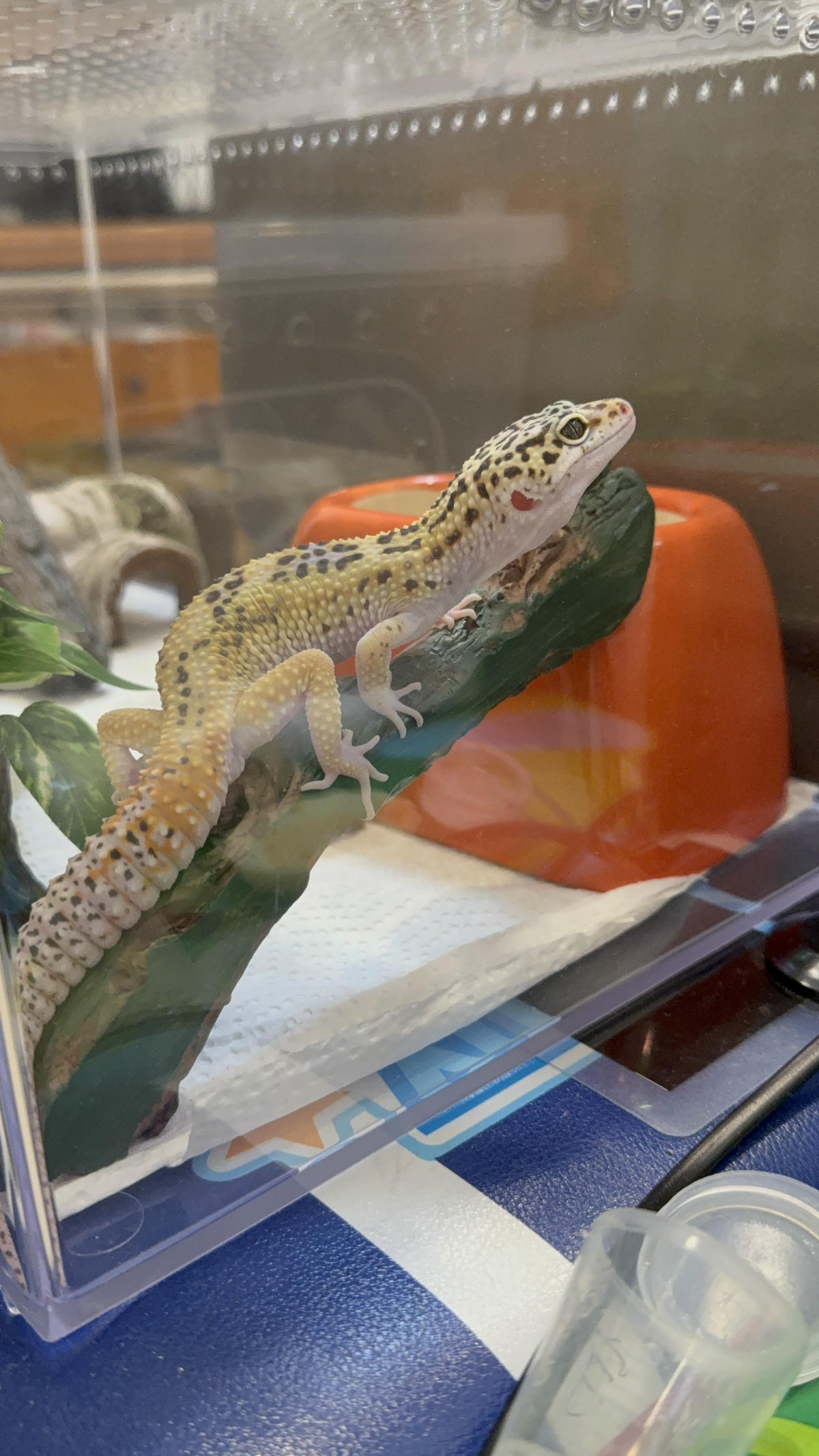 豹紋守宮飼養心得分享3 環境布置怎麼做?冷區 / 熱區與濕度控制完整分享(新手必看) - 第4張圖 豹紋守宮飼養心得分享3 環境布置怎麼做?冷區 / 熱區與濕度控制完整分享(新手必看)