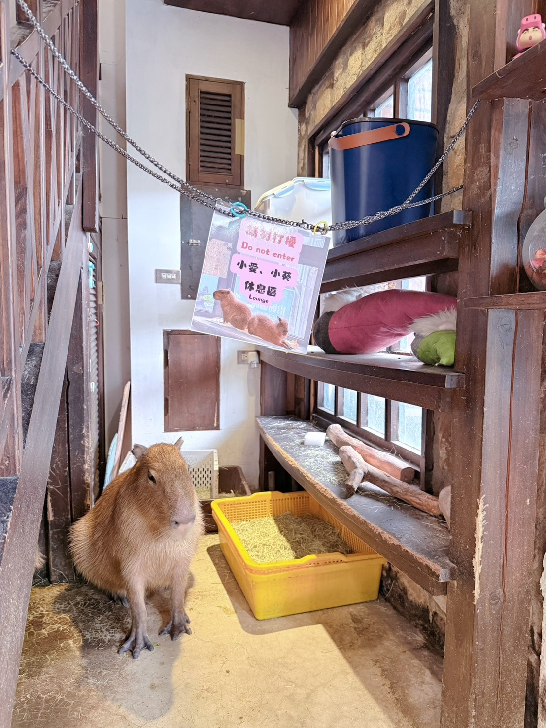 新竹 北區 新竹市政府小巷內 有可愛水豚與貓咪陪伴的文青質感咖啡店 ｜招財咖啡 (需網路訂位)