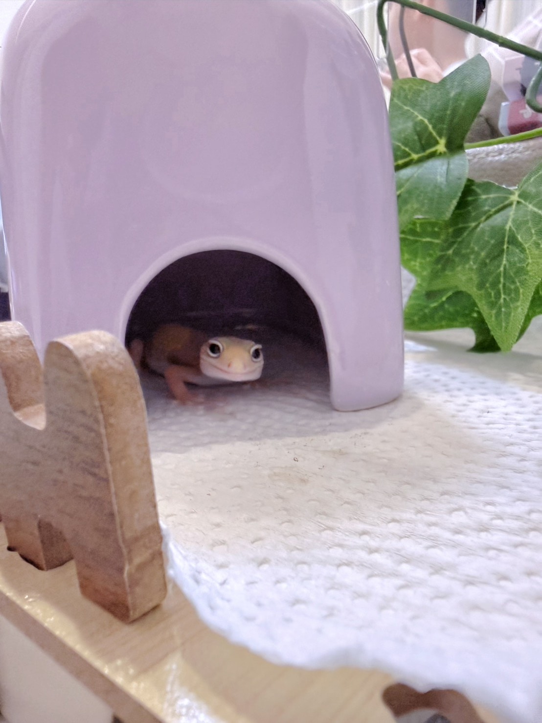 豹紋守宮飼養心得分享4 守宮怎麼餵?餵食頻率、尺寸與營養補充的黃金比例 - 第6張圖 豹紋守宮飼養心得分享4 守宮怎麼餵?餵食頻率、尺寸與營養補充的黃金比例