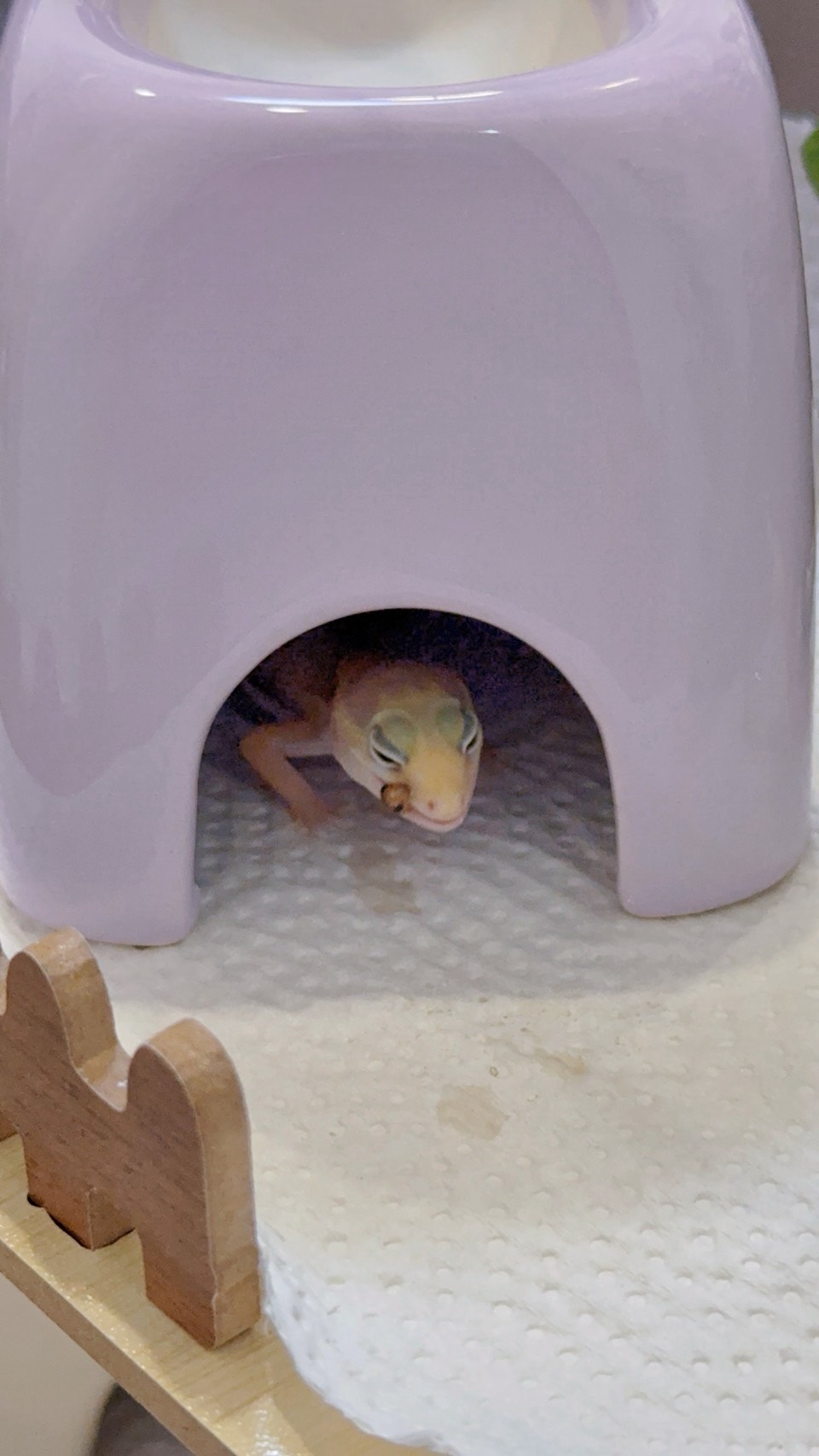 豹紋守宮飼養心得分享4 守宮怎麼餵?餵食頻率、尺寸與營養補充的黃金比例 - 第5張圖 豹紋守宮飼養心得分享4 守宮怎麼餵?餵食頻率、尺寸與營養補充的黃金比例