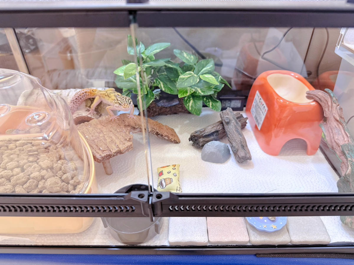 豹紋守宮飼養心得分享4 守宮怎麼餵?餵食頻率、尺寸與營養補充的黃金比例 - 第4張圖 豹紋守宮飼養心得分享4 守宮怎麼餵?餵食頻率、尺寸與營養補充的黃金比例