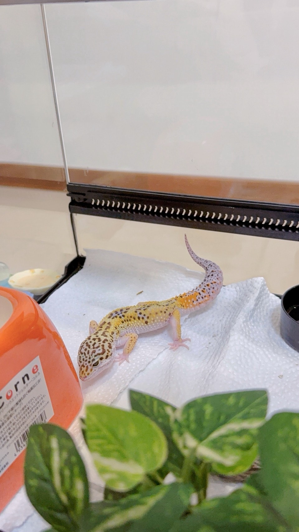 豹紋守宮飼養心得分享4 守宮怎麼餵?餵食頻率、尺寸與營養補充的黃金比例 - 第3張圖 豹紋守宮飼養心得分享4 守宮怎麼餵?餵食頻率、尺寸與營養補充的黃金比例