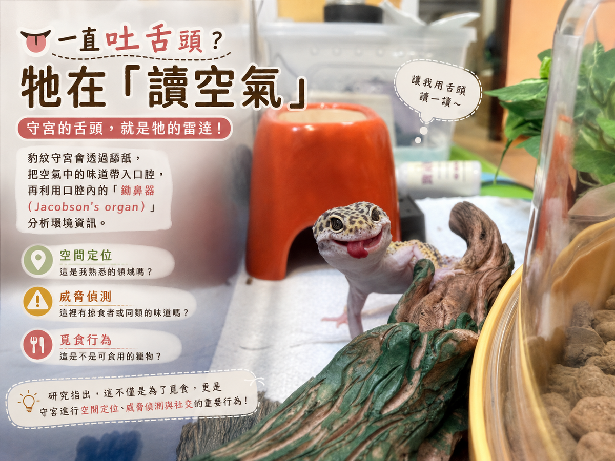 豹紋守宮飼養心得分享6 解讀守宮語 —— 牠的每個小動作 其實都有意思 - 第2張圖 豹紋守宮飼養心得分享6 解讀守宮語 —— 牠的每個小動作 其實都有意思