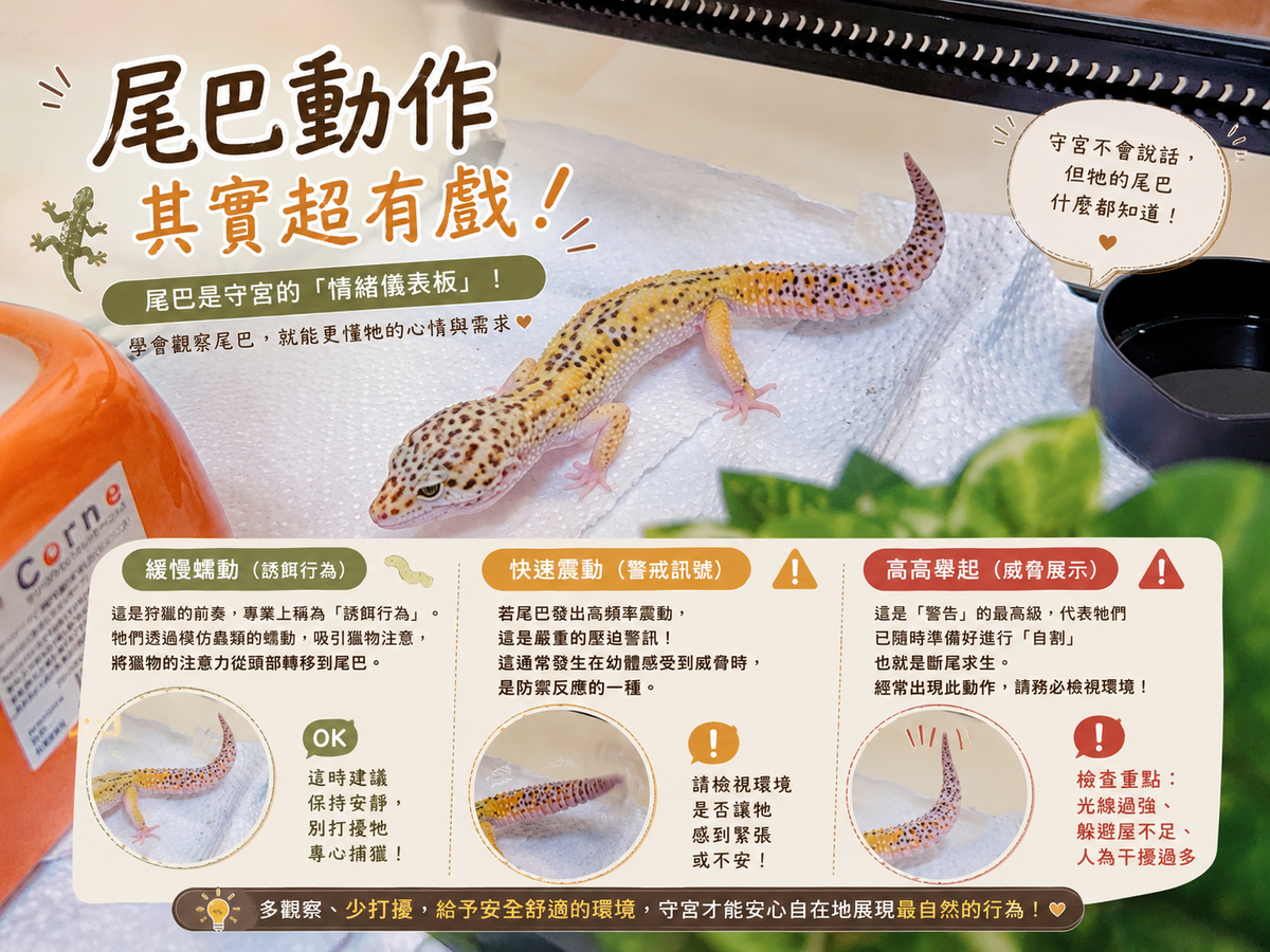 豹紋守宮飼養心得分享6 解讀守宮語 —— 牠的每個小動作 其實都有意思 - 第3張圖 豹紋守宮飼養心得分享6 解讀守宮語 —— 牠的每個小動作 其實都有意思
