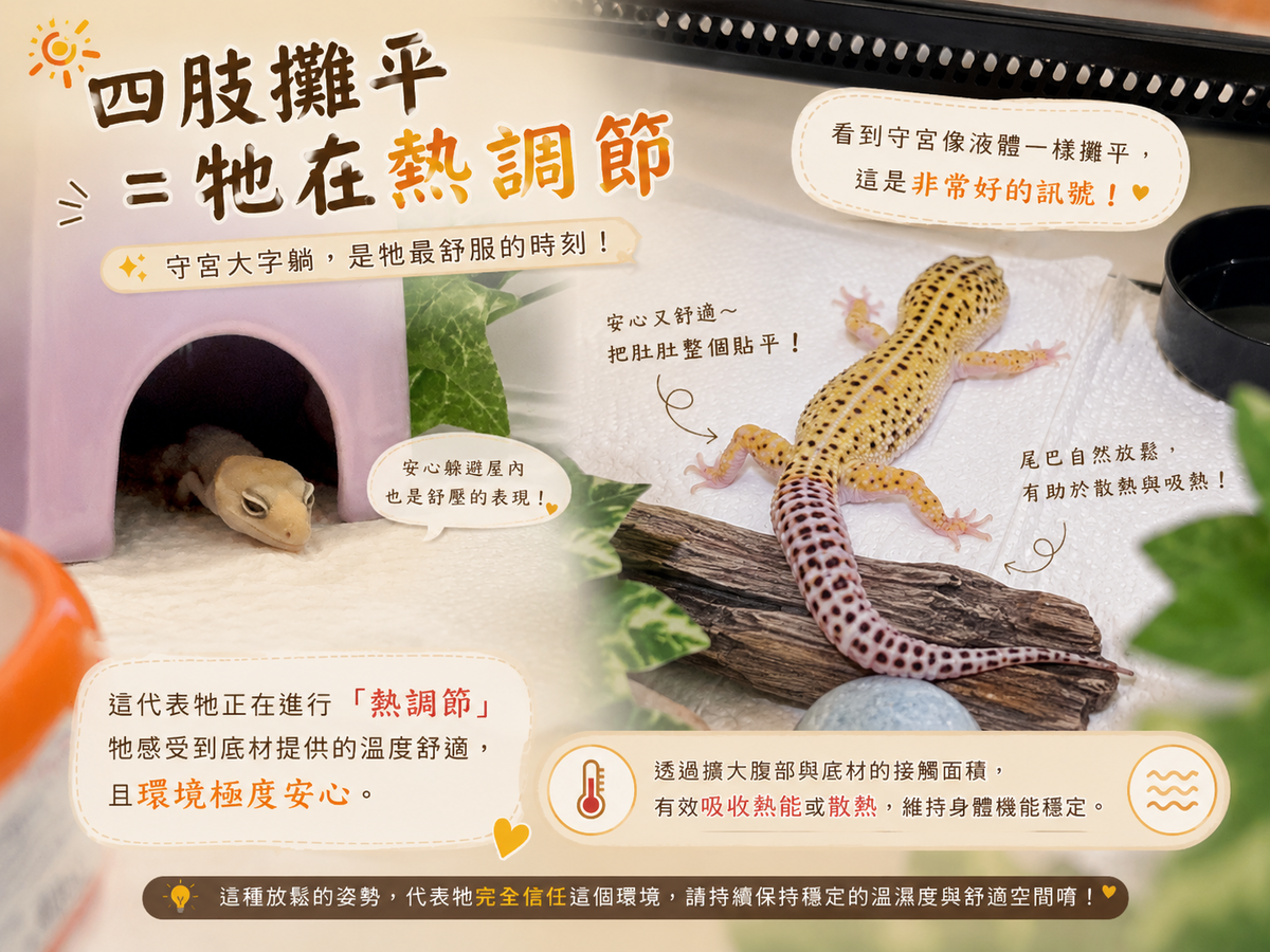 豹紋守宮飼養心得分享6 解讀守宮語 —— 牠的每個小動作 其實都有意思 - 第4張圖 豹紋守宮飼養心得分享6 解讀守宮語 —— 牠的每個小動作 其實都有意思