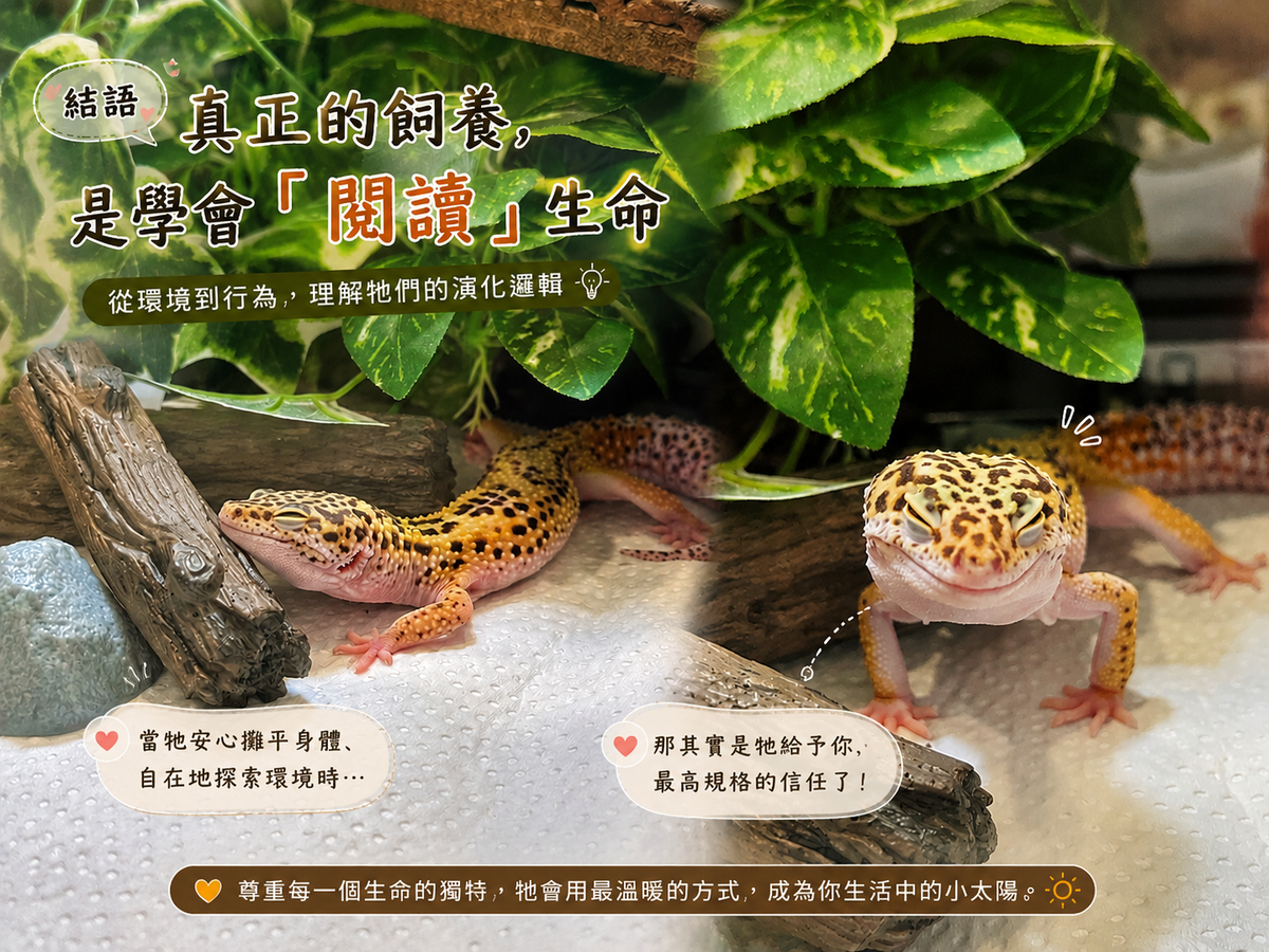 豹紋守宮飼養心得分享6 解讀守宮語 —— 牠的每個小動作 其實都有意思 - 第6張圖 豹紋守宮飼養心得分享6 解讀守宮語 —— 牠的每個小動作 其實都有意思