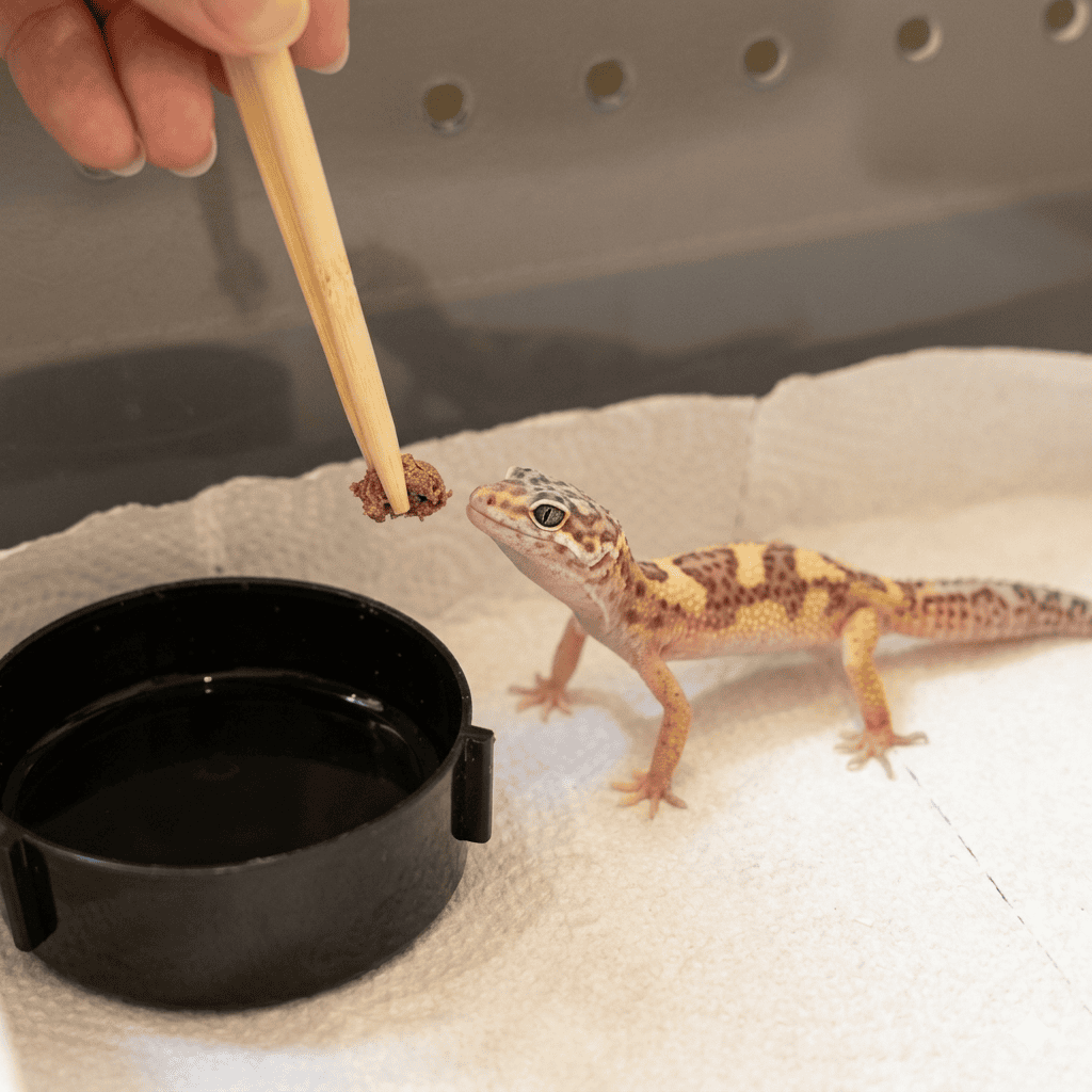 豹紋守宮飼養心得分享5 到家後的環境順化期 —— 靜養佈置與第一次餵食 - 第3張圖 豹紋守宮飼養心得分享5 到家後的環境順化期 —— 靜養佈置與第一次餵食