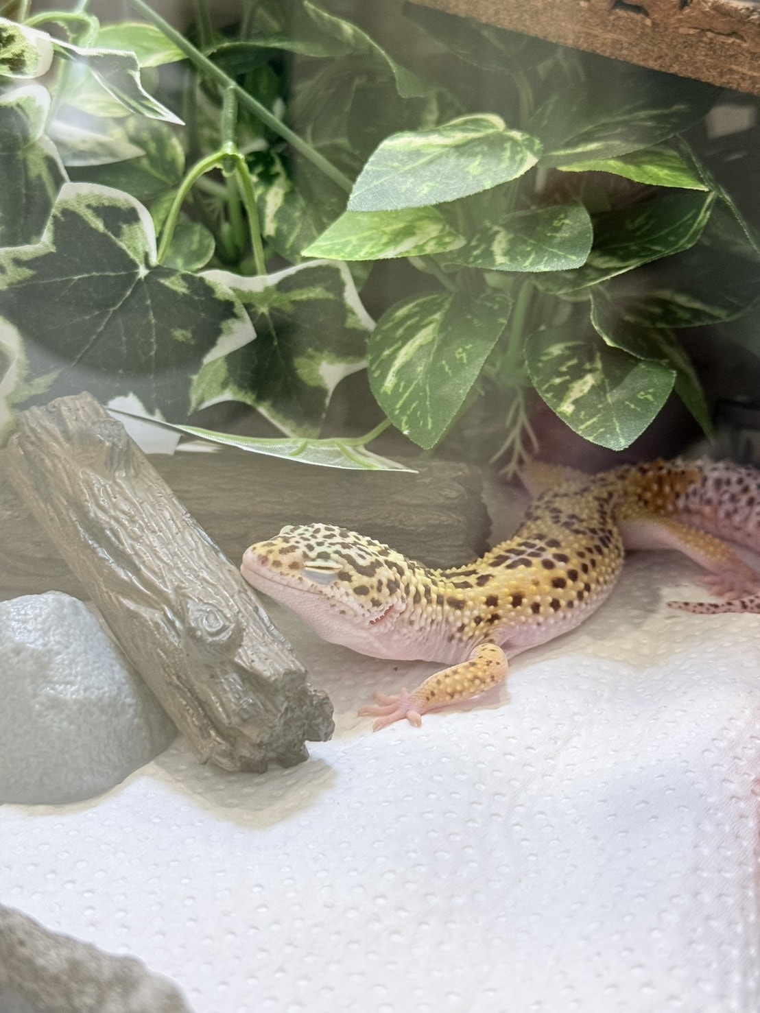 豹紋守宮飼養心得分享5 到家後的環境順化期 —— 靜養佈置與第一次餵食 - 第5張圖 豹紋守宮飼養心得分享5 到家後的環境順化期 —— 靜養佈置與第一次餵食