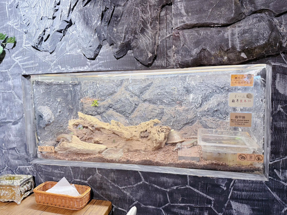 台中西區 超特別親子餐廳!能近距離接觸狐獴、巨蜥、蟒蛇的療癒系特寵餐廳|胖鬣蜥城市特寵餐廳 - 第11張圖 台中西區 超特別親子餐廳!能近距離接觸狐獴、巨蜥、蟒蛇的療癒系特寵餐廳|胖鬣蜥城市特寵餐廳
