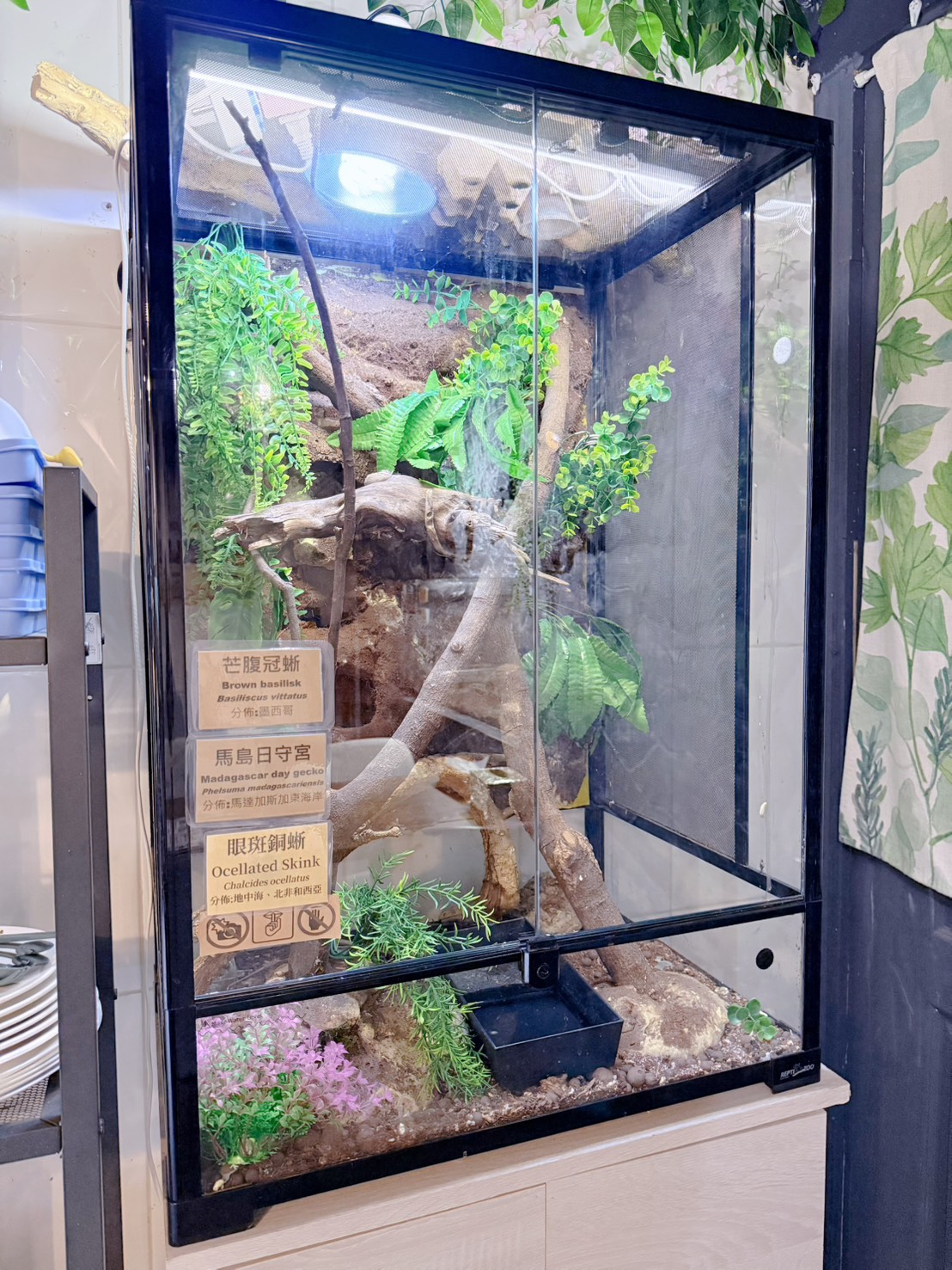 台中西區 超特別親子餐廳!能近距離接觸狐獴、巨蜥、蟒蛇的療癒系特寵餐廳|胖鬣蜥城市特寵餐廳 - 第12張圖 台中西區 超特別親子餐廳!能近距離接觸狐獴、巨蜥、蟒蛇的療癒系特寵餐廳|胖鬣蜥城市特寵餐廳