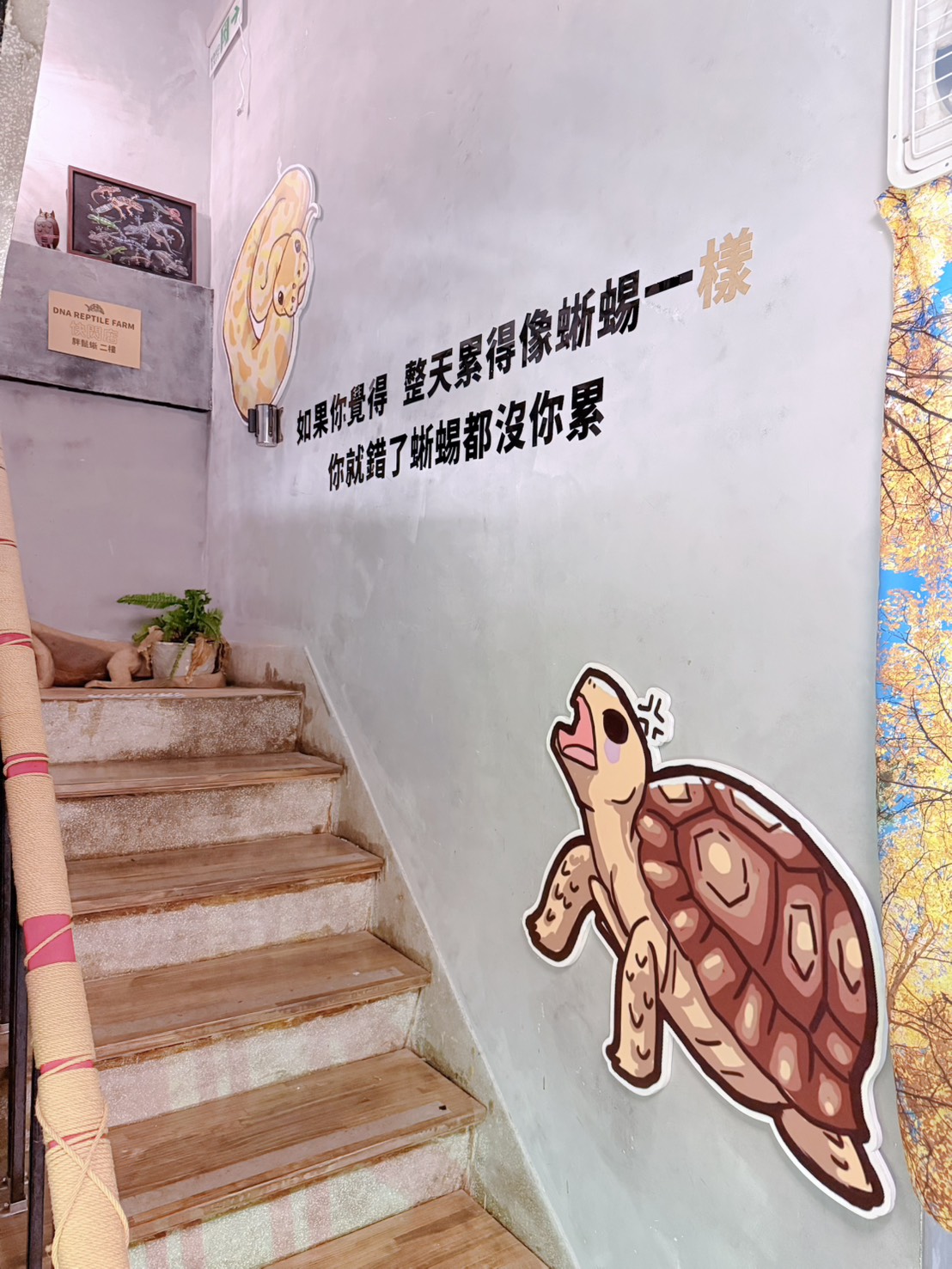 台中西區 超特別親子餐廳!能近距離接觸狐獴、巨蜥、蟒蛇的療癒系特寵餐廳|胖鬣蜥城市特寵餐廳 - 第14張圖 台中西區 超特別親子餐廳!能近距離接觸狐獴、巨蜥、蟒蛇的療癒系特寵餐廳|胖鬣蜥城市特寵餐廳