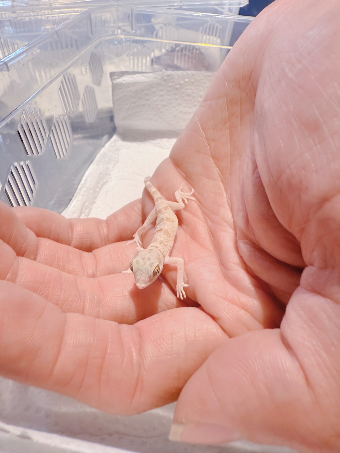 台中西區 超特別親子餐廳!能近距離接觸狐獴、巨蜥、蟒蛇的療癒系特寵餐廳|胖鬣蜥城市特寵餐廳 - 第20張圖 台中西區 超特別親子餐廳!能近距離接觸狐獴、巨蜥、蟒蛇的療癒系特寵餐廳|胖鬣蜥城市特寵餐廳