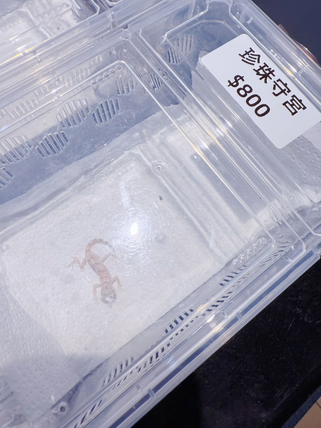 台中西區 超特別親子餐廳！能近距離接觸狐獴、巨蜥、蟒蛇的療癒系特寵餐廳｜胖鬣蜥城市特寵餐廳