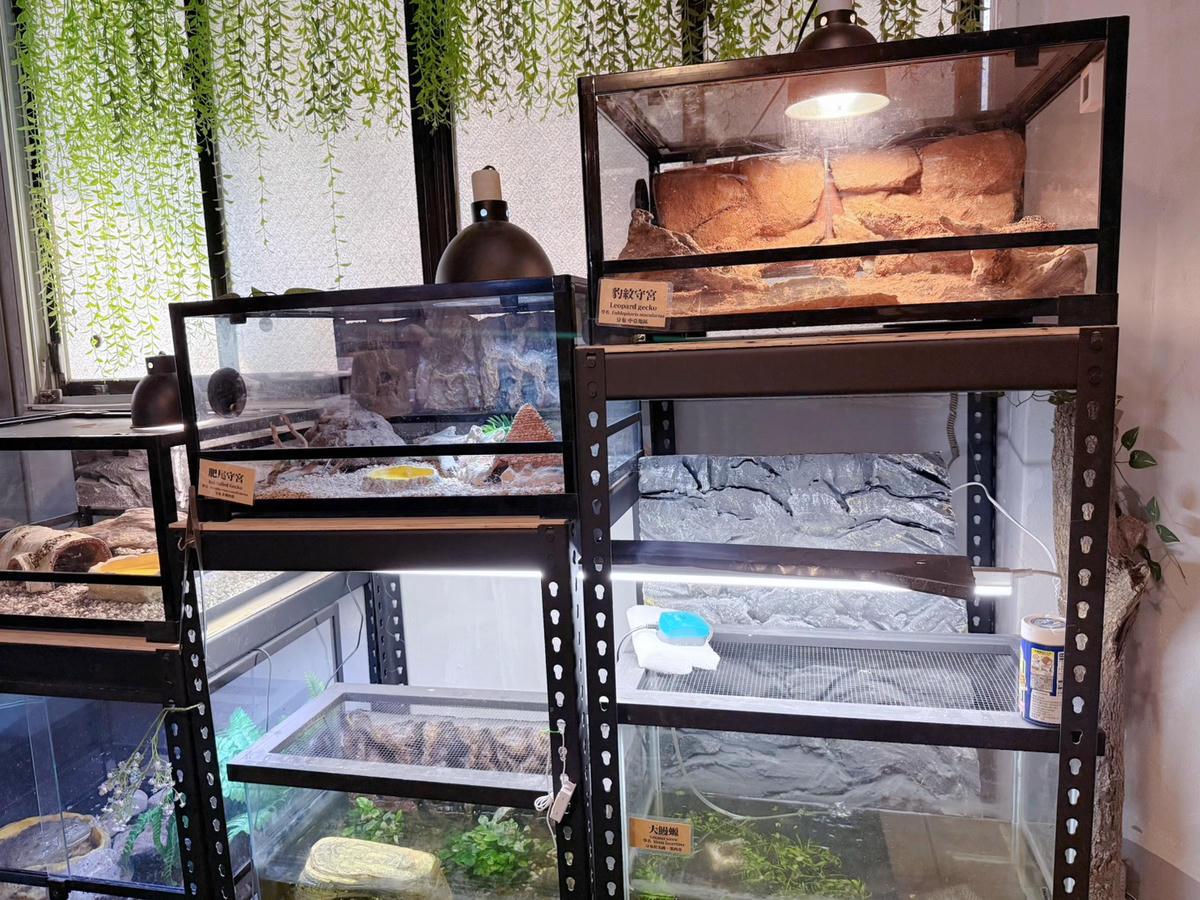 台中西區 超特別親子餐廳！能近距離接觸狐獴、巨蜥、蟒蛇的療癒系特寵餐廳｜胖鬣蜥城市特寵餐廳