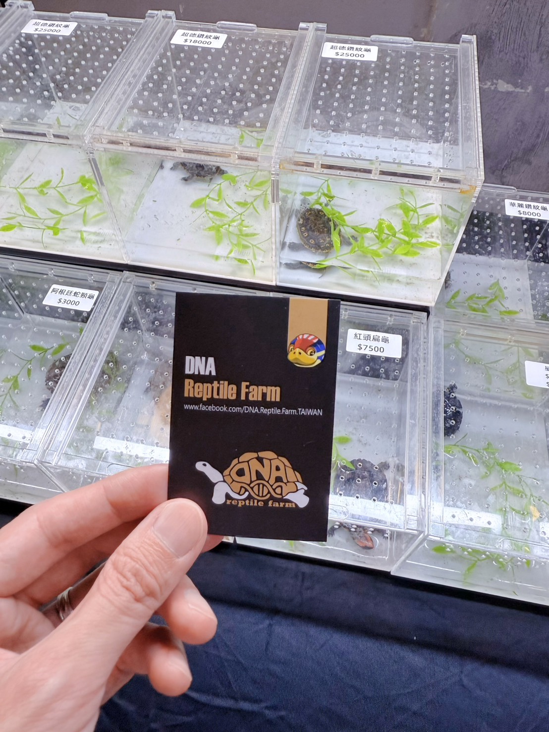 台中西區 超特別親子餐廳!能近距離接觸狐獴、巨蜥、蟒蛇的療癒系特寵餐廳|胖鬣蜥城市特寵餐廳 - 第17張圖 台中西區 超特別親子餐廳!能近距離接觸狐獴、巨蜥、蟒蛇的療癒系特寵餐廳|胖鬣蜥城市特寵餐廳