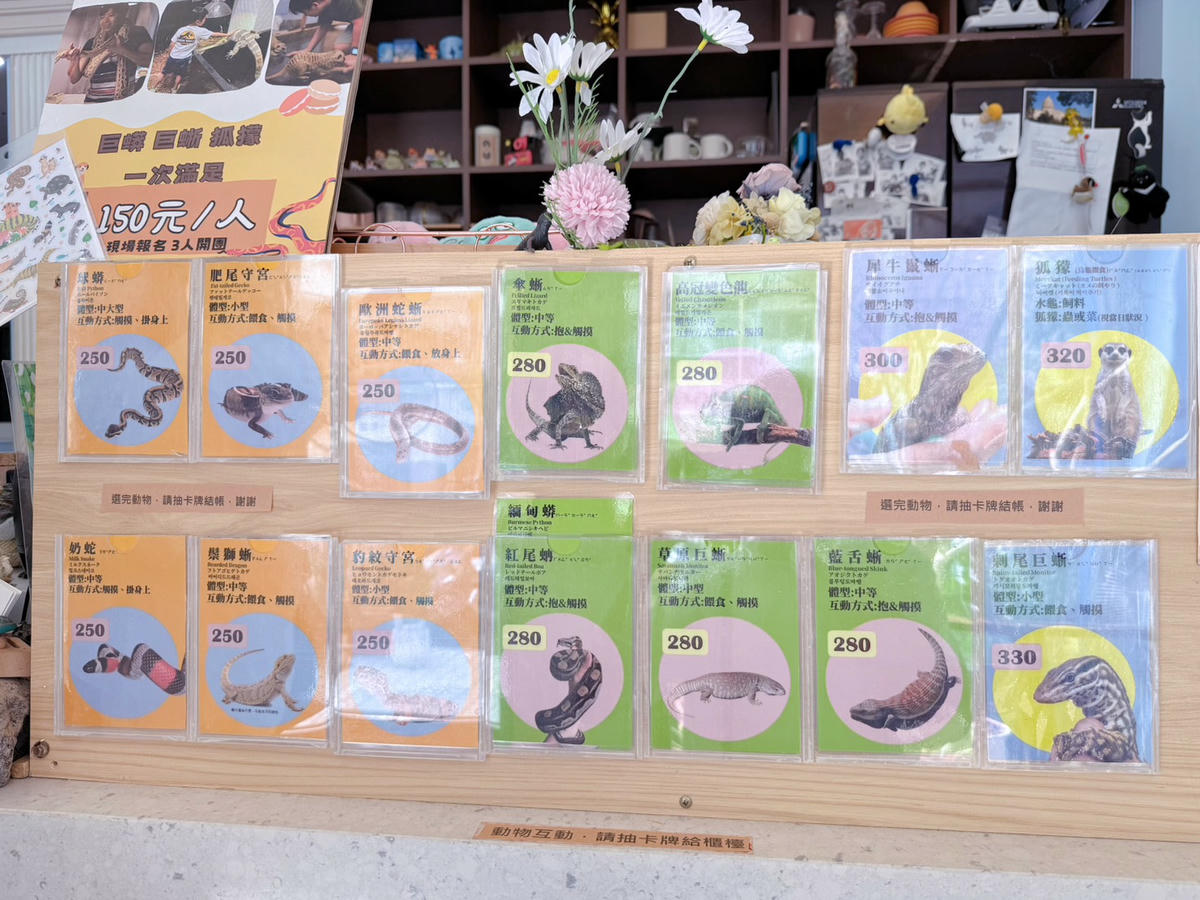 台中西區 超特別親子餐廳!能近距離接觸狐獴、巨蜥、蟒蛇的療癒系特寵餐廳|胖鬣蜥城市特寵餐廳 - 第38張圖 台中西區 超特別親子餐廳!能近距離接觸狐獴、巨蜥、蟒蛇的療癒系特寵餐廳|胖鬣蜥城市特寵餐廳