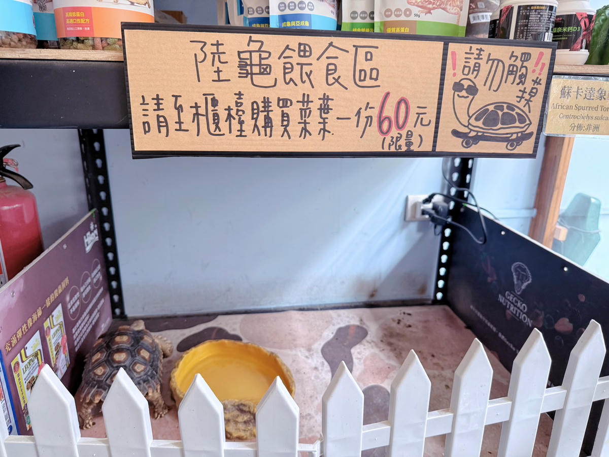 台中西區 超特別親子餐廳!能近距離接觸狐獴、巨蜥、蟒蛇的療癒系特寵餐廳|胖鬣蜥城市特寵餐廳 - 第6張圖 台中西區 超特別親子餐廳!能近距離接觸狐獴、巨蜥、蟒蛇的療癒系特寵餐廳|胖鬣蜥城市特寵餐廳
